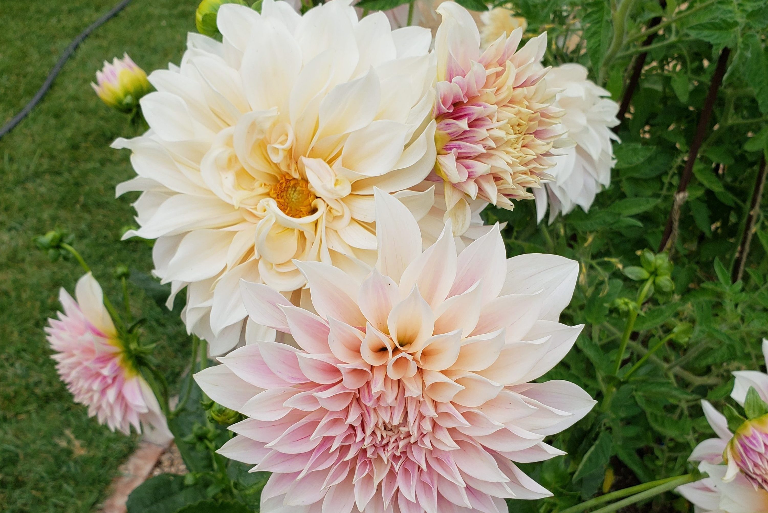 Planting Dahlias in Grow Bags & Taking Risks