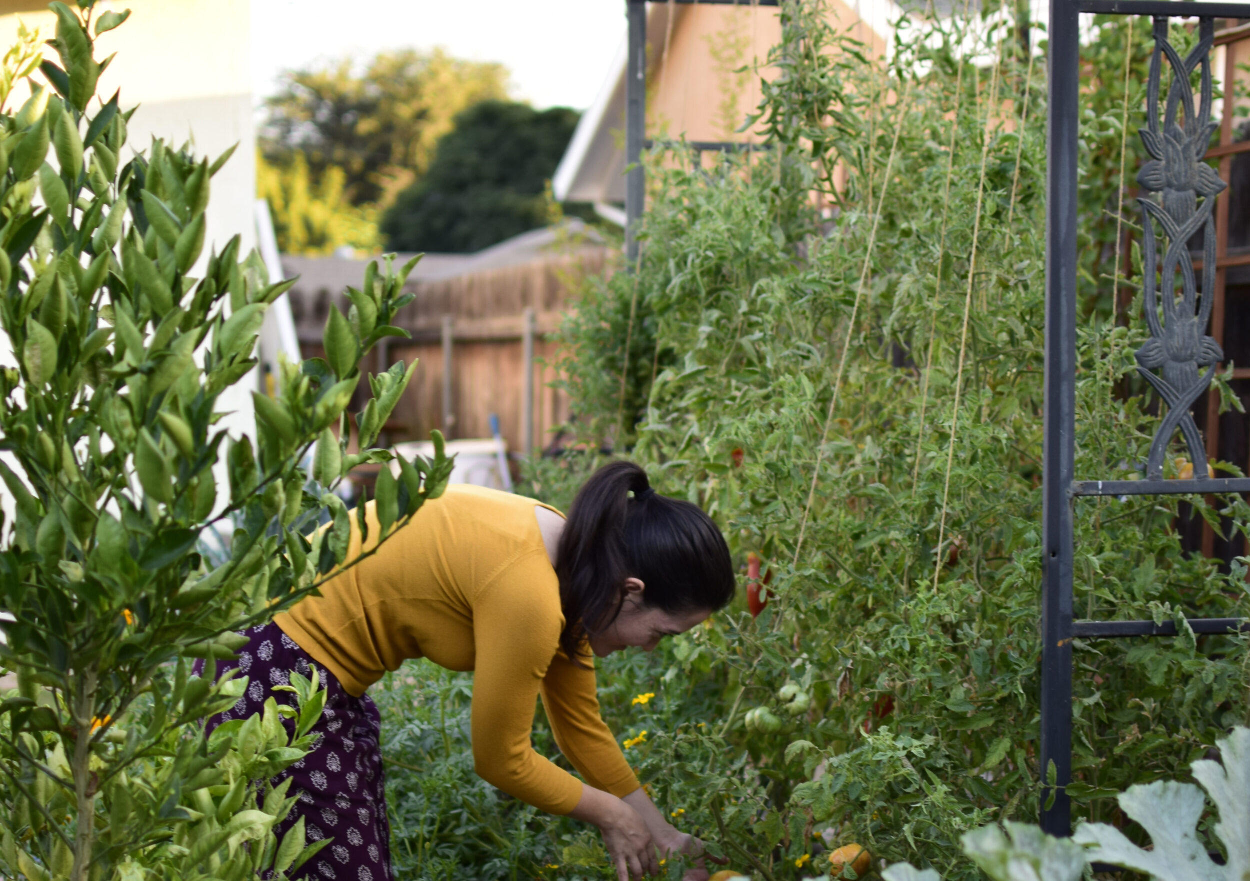 Vegetables that Climb & Sprawl: Trellis Options for Your Garden - The  Beginner's Garden