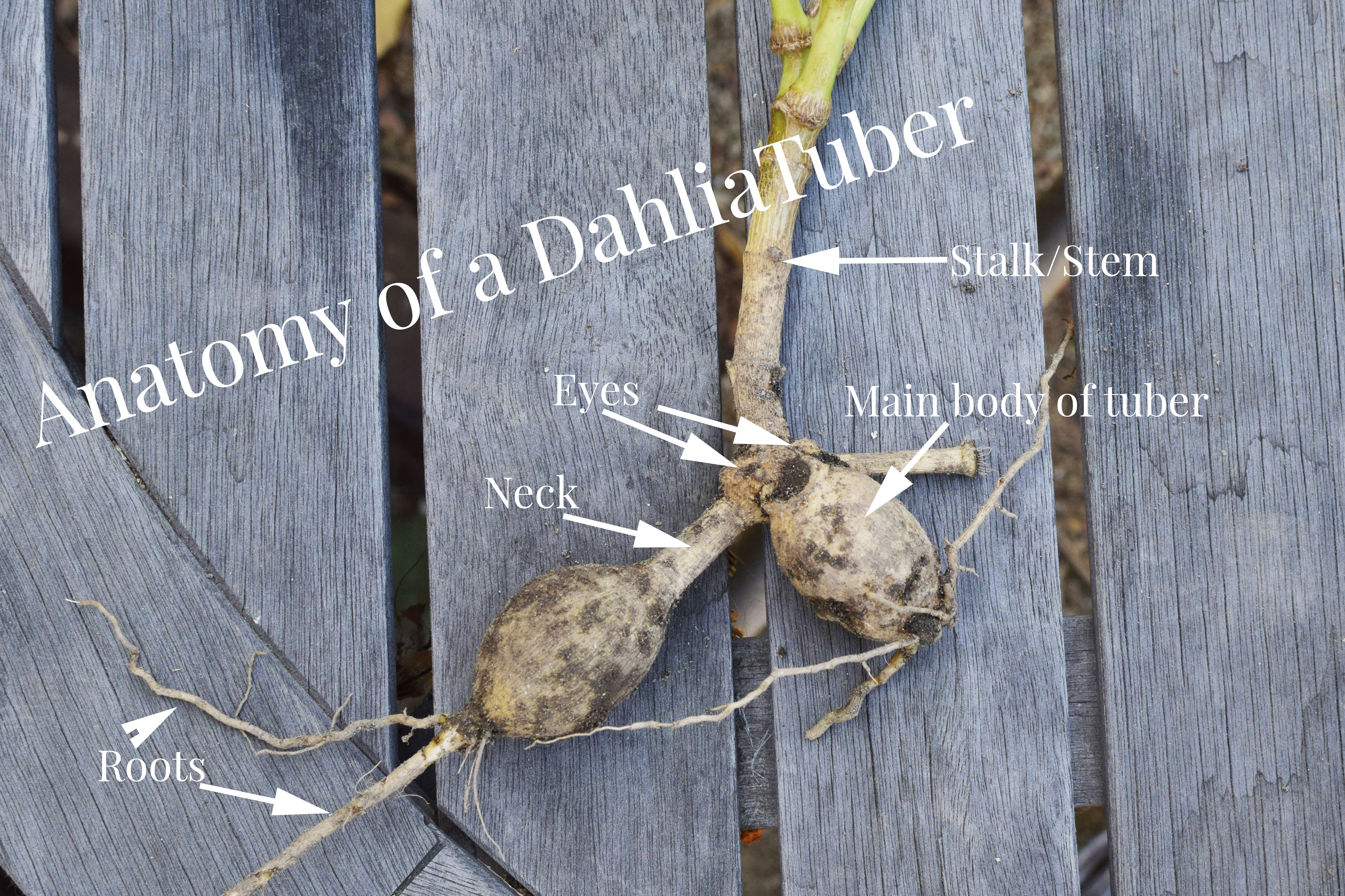 tuberous roots of dahlia