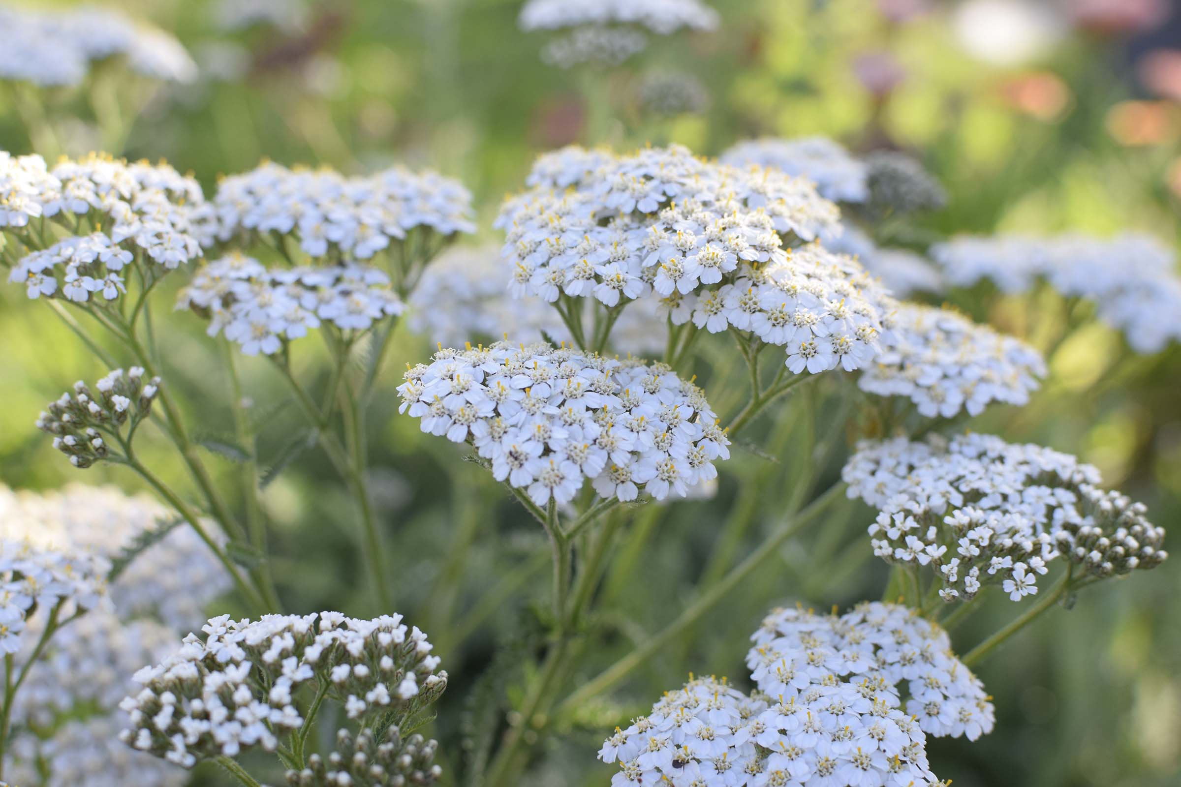 yarrow flower