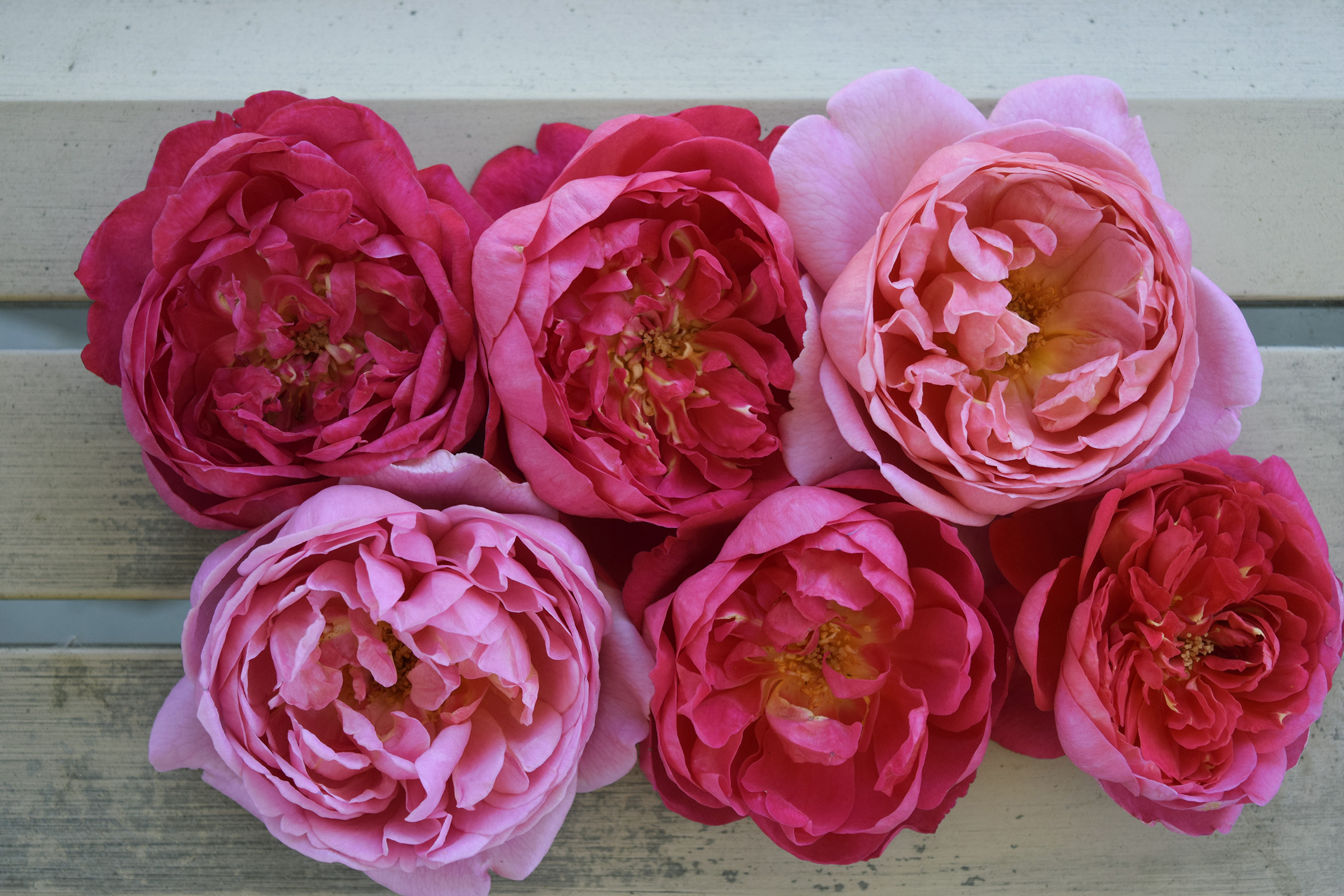 David Austin Roses - Bare root roses, Container roses, English Roses