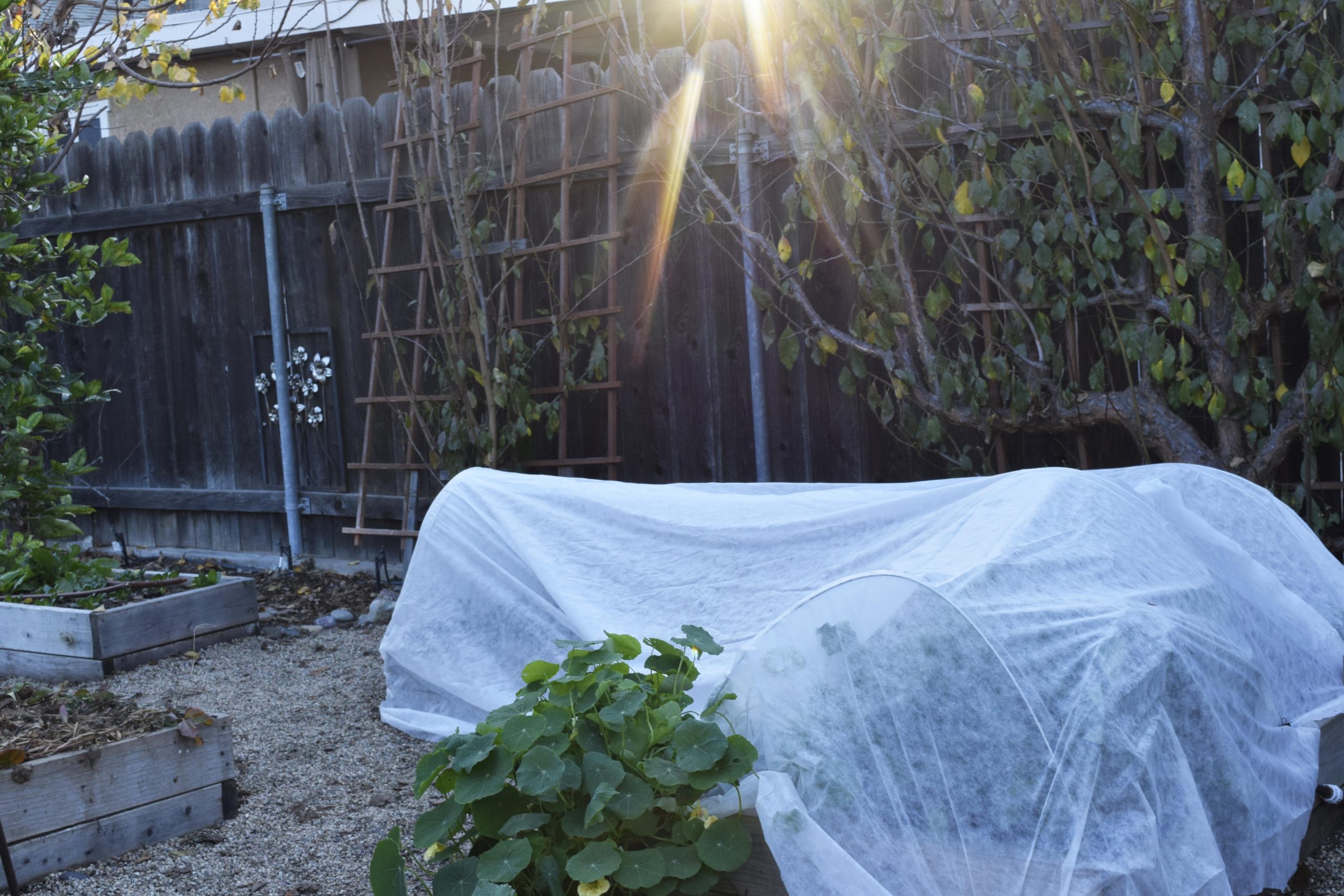 Frost blanket for online plants diy