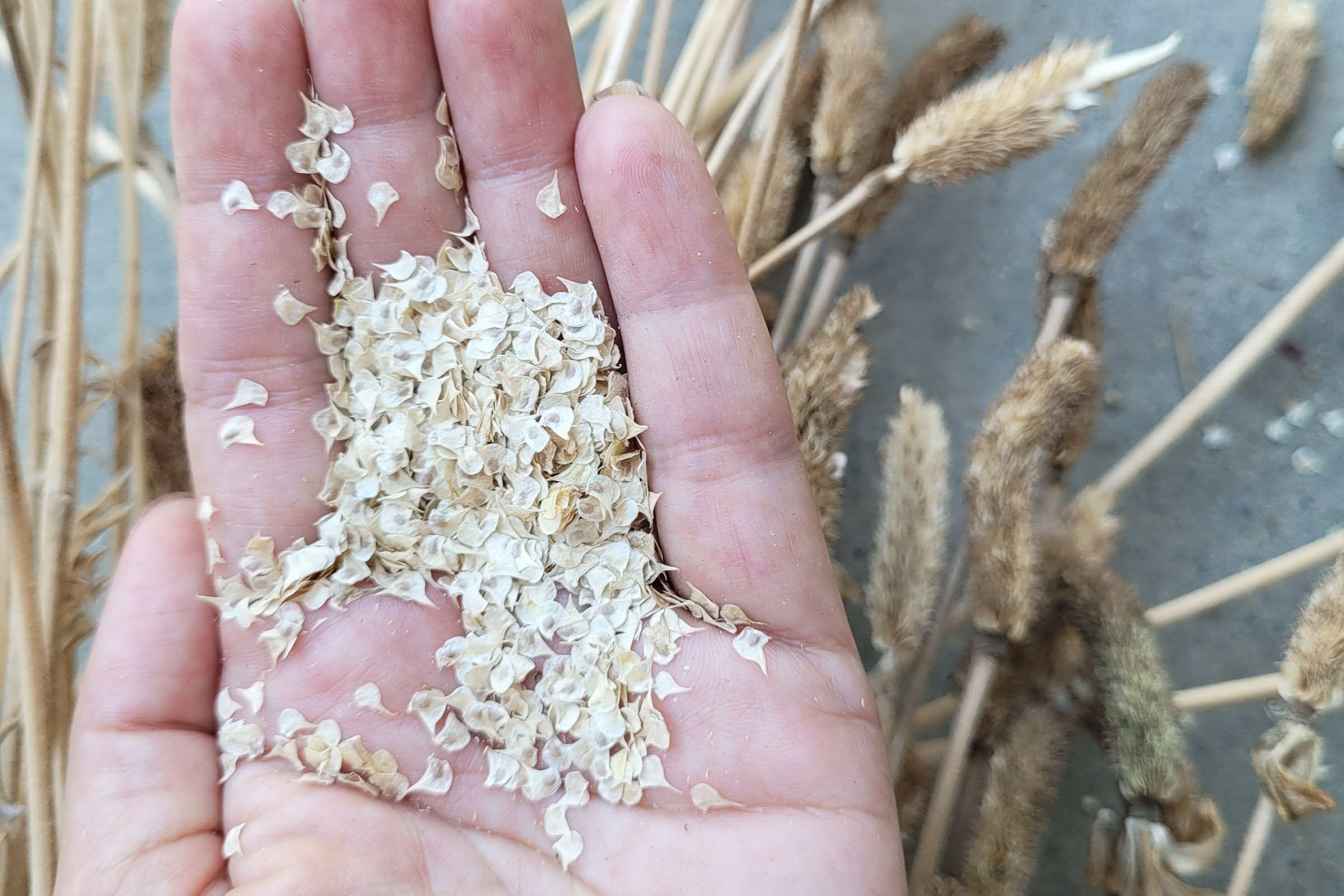 How to Organize Your Seed Stash - The Reid Homestead