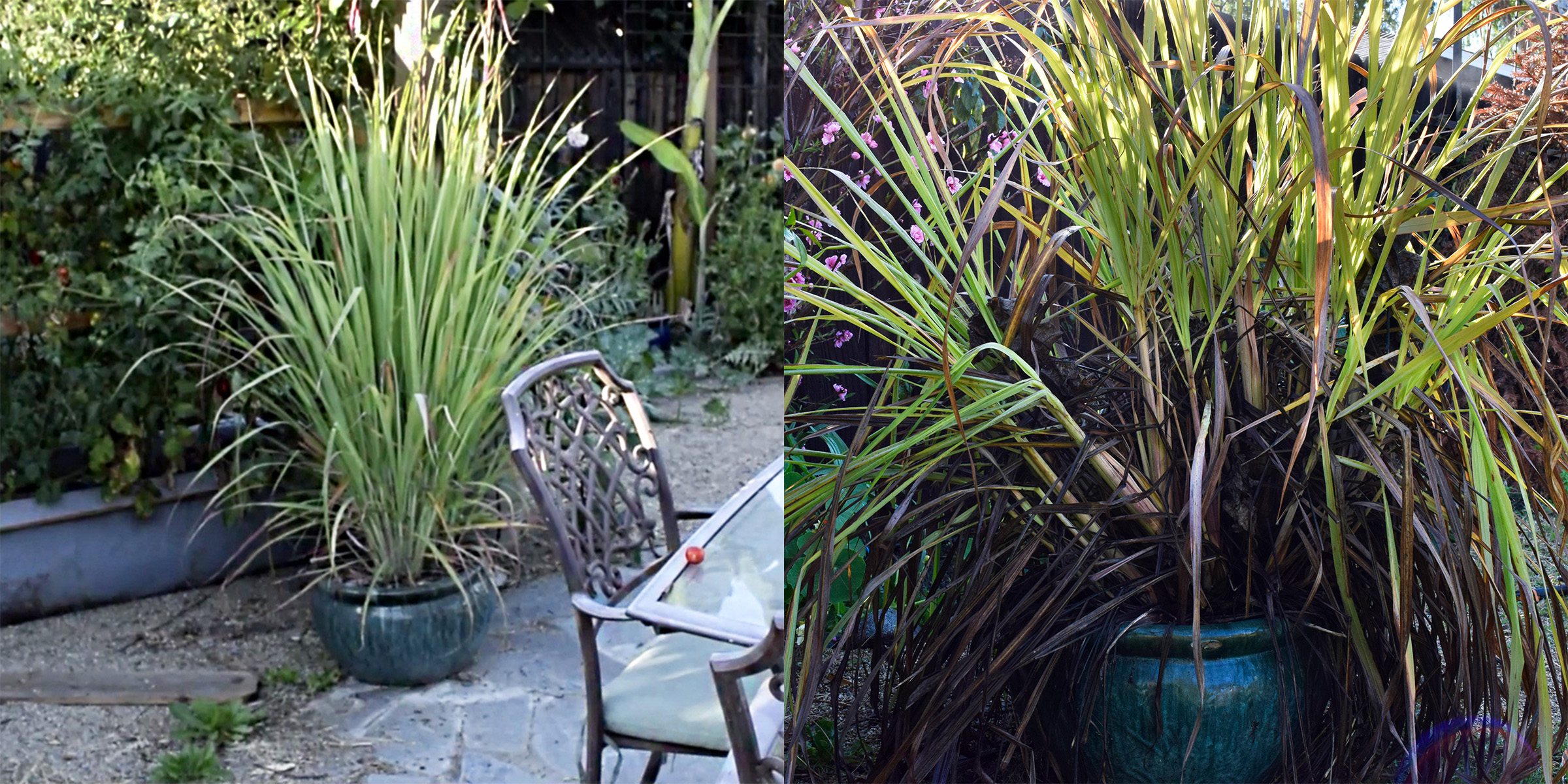 Learn How to Grow, Harvest, and Use Lemongrass