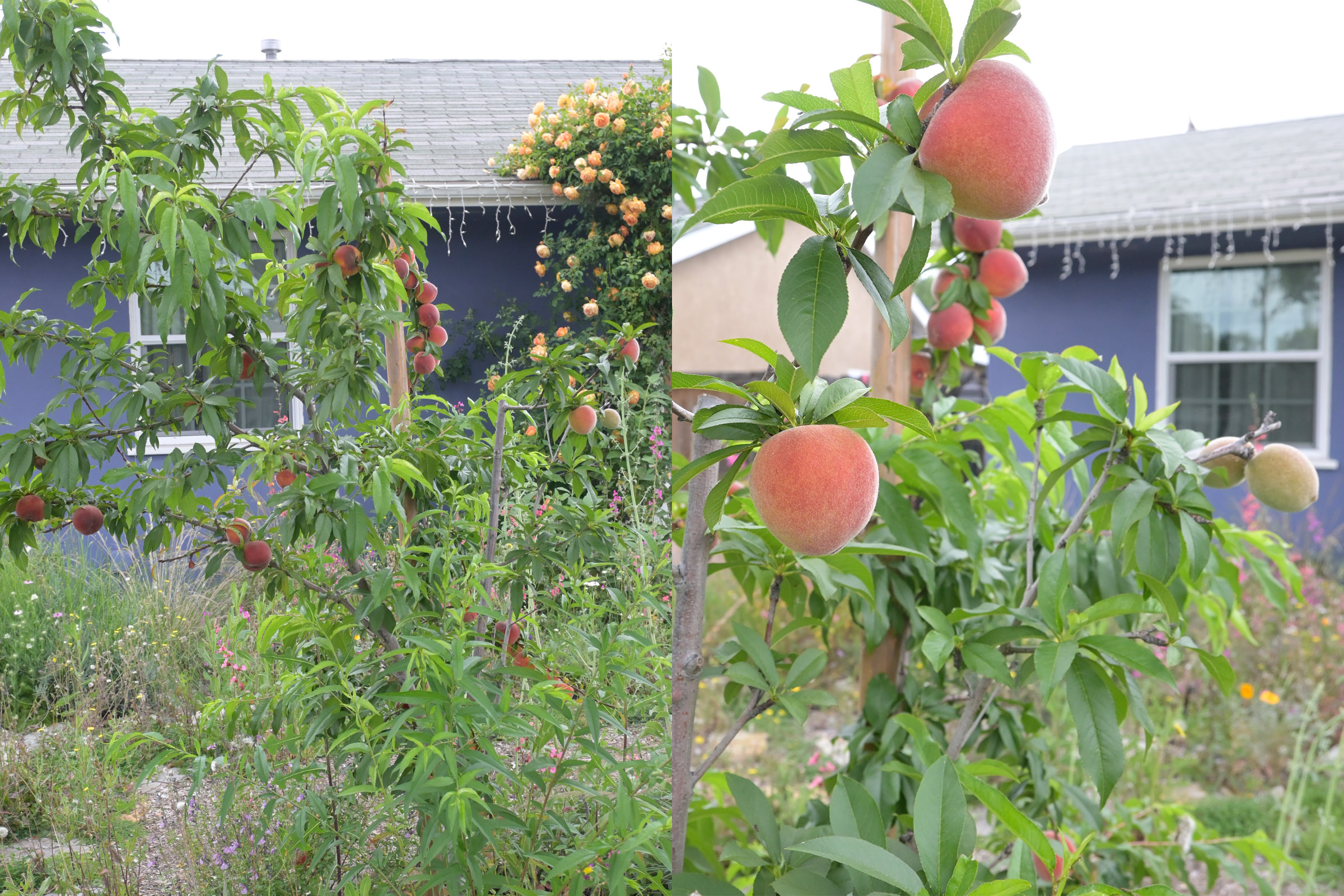 Fruiting Peach Trees For Sale Online  Buy 1 Get 1 Free – Garden Plants  Nursery