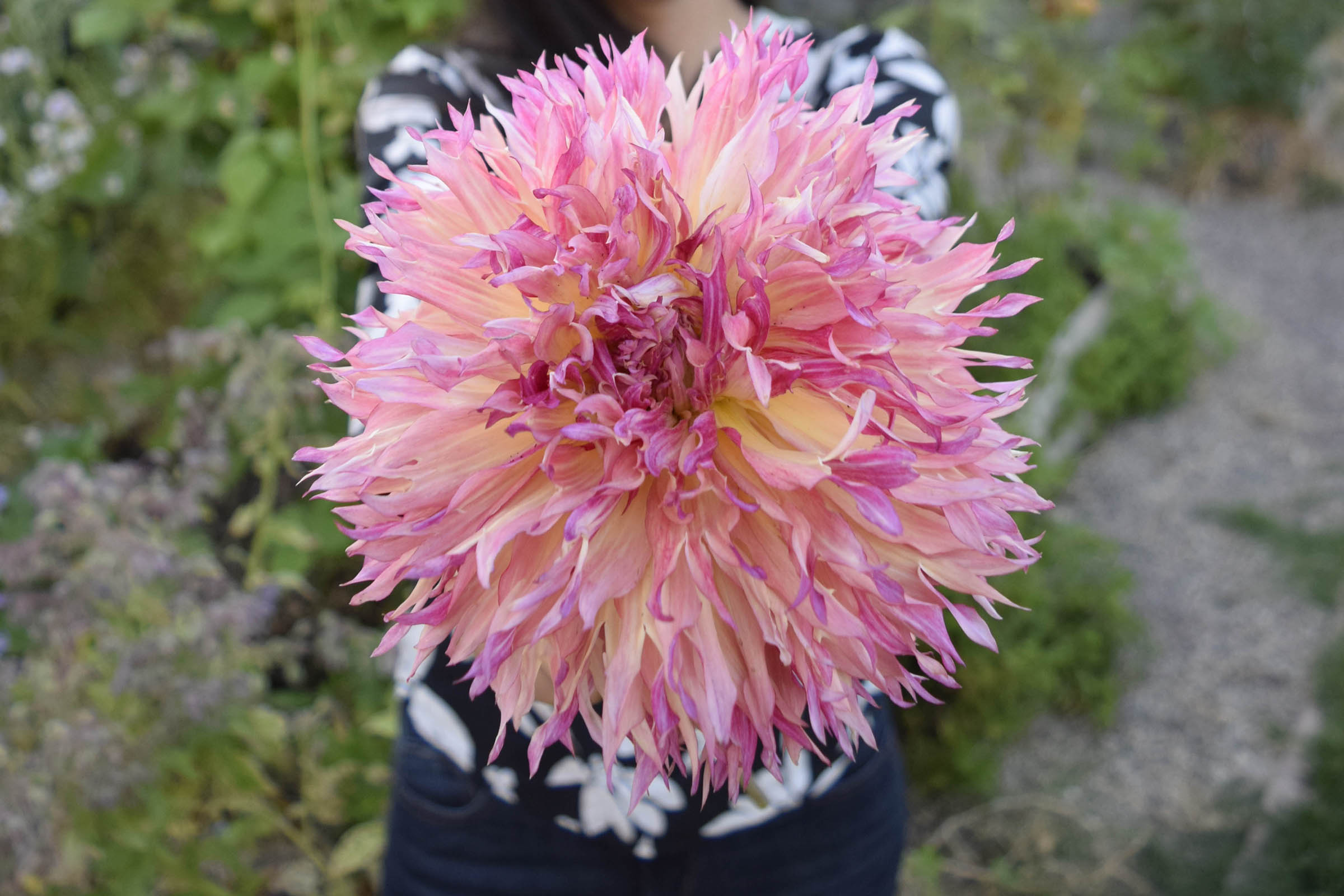 11 Tips For Growing Beautiful Dahlias in Pots or Containers