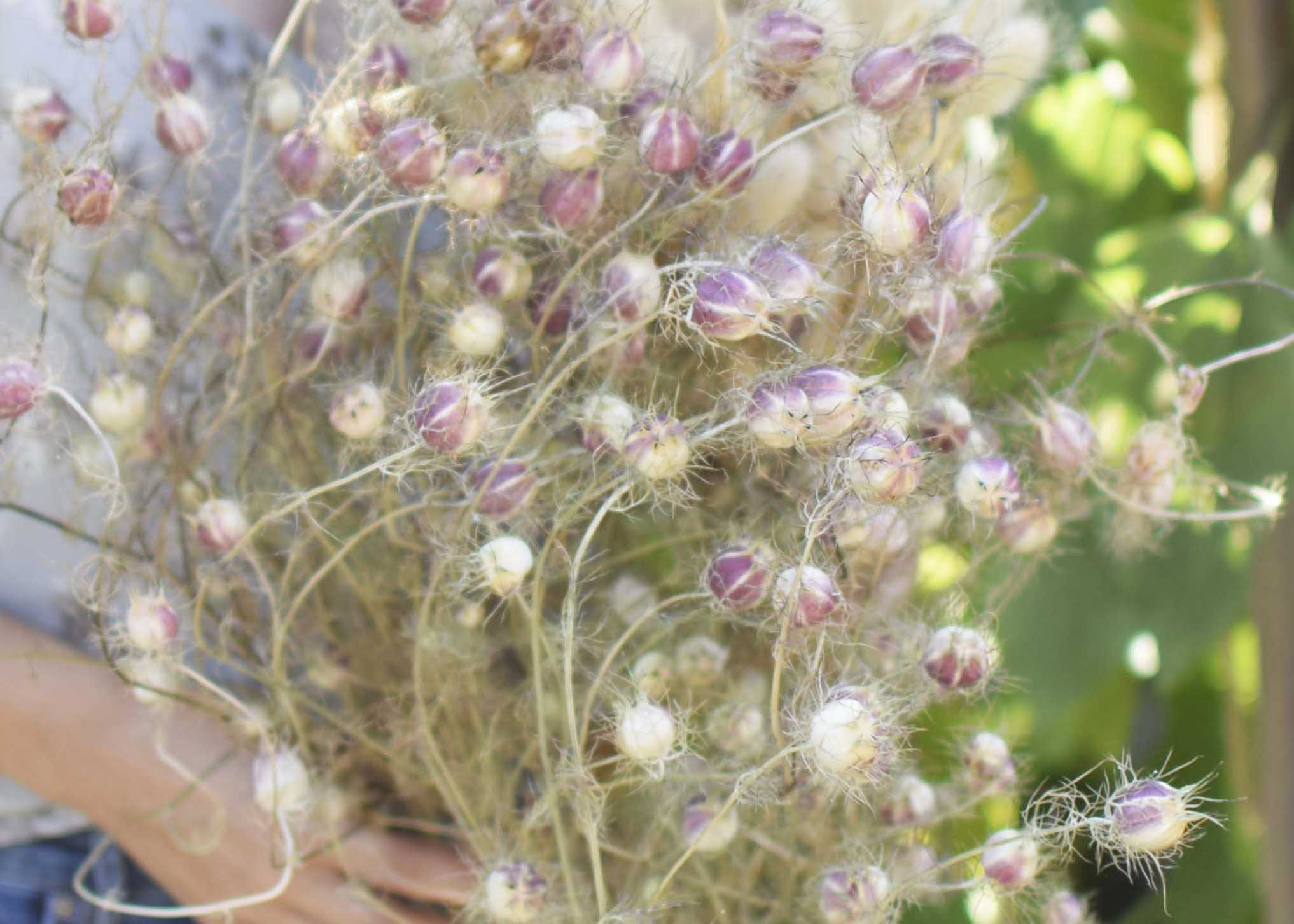 Everlasting strawflowers are easy and fun to grow 