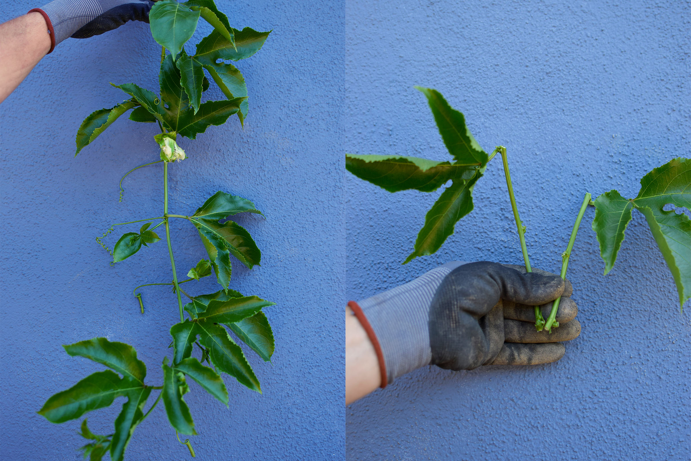 Propagating Passion Fruit Vine: Seeds Vs. Cuttings