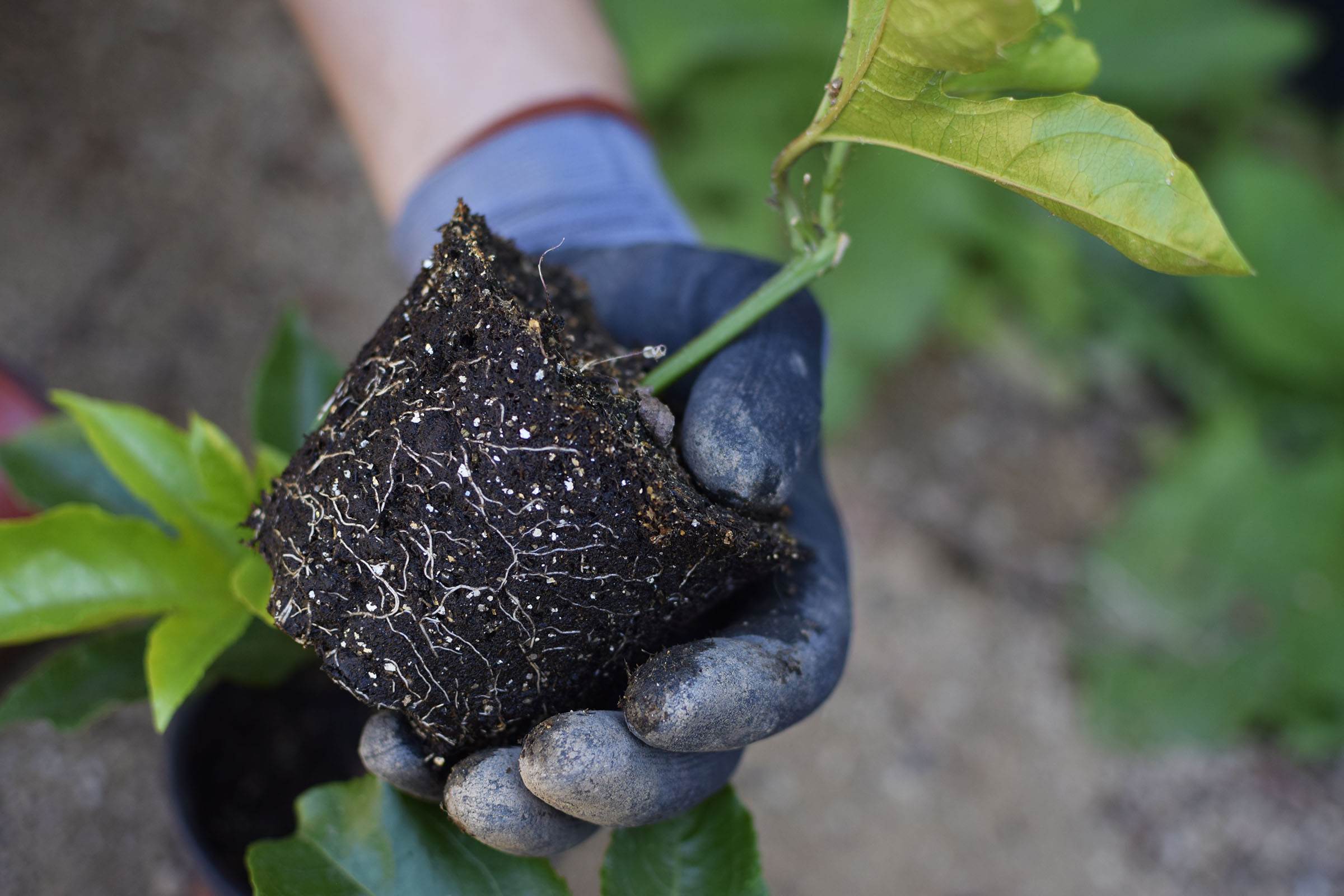 Planting and Transplanting Passion Fruit Vine