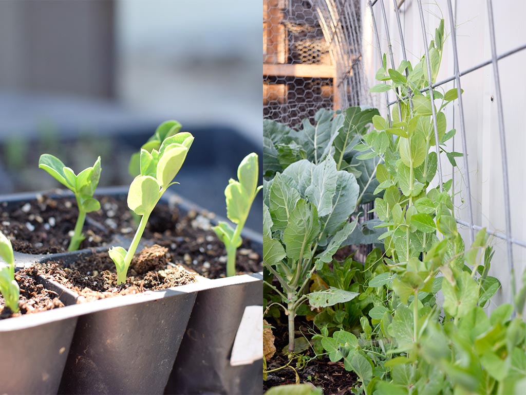 growing peas from seeds