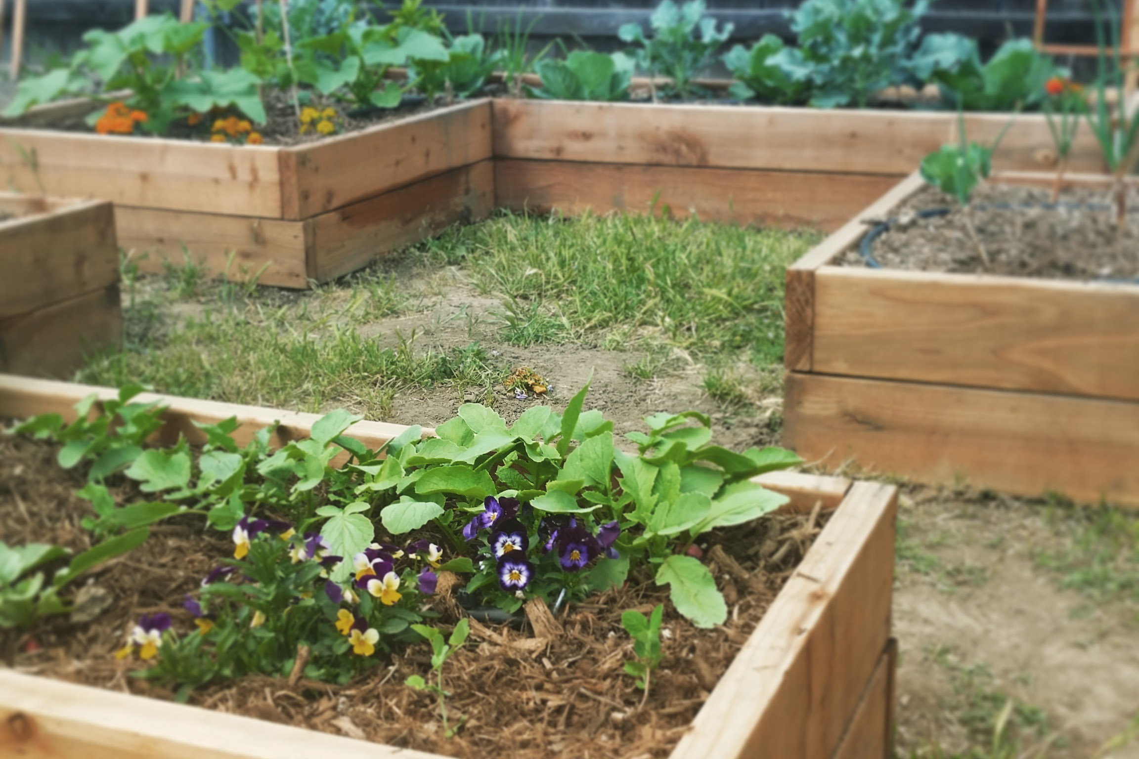 diy raised vegetable garden