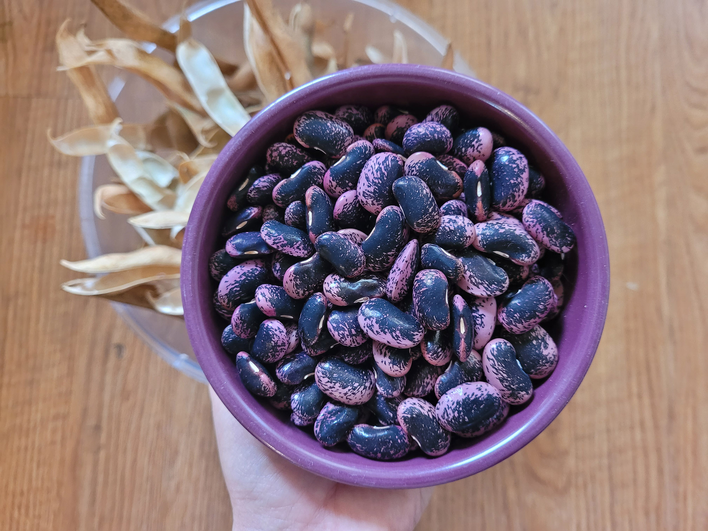 🌱 Prepping for Garden Success! 💦 Soaking these big bean seeds to