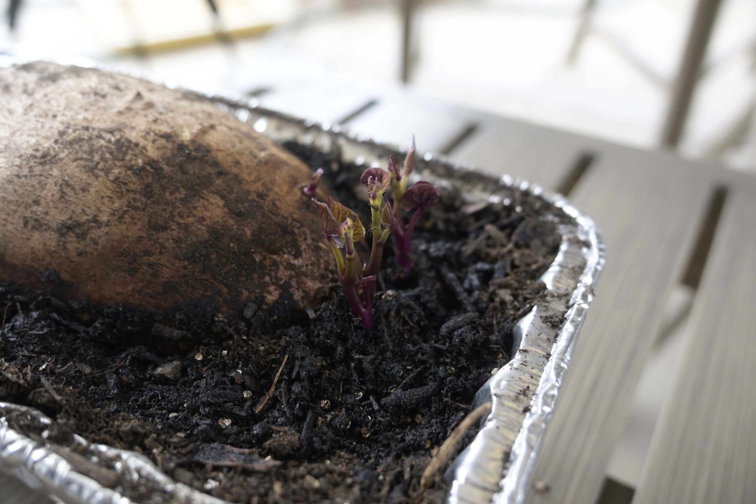 sweet potato soil