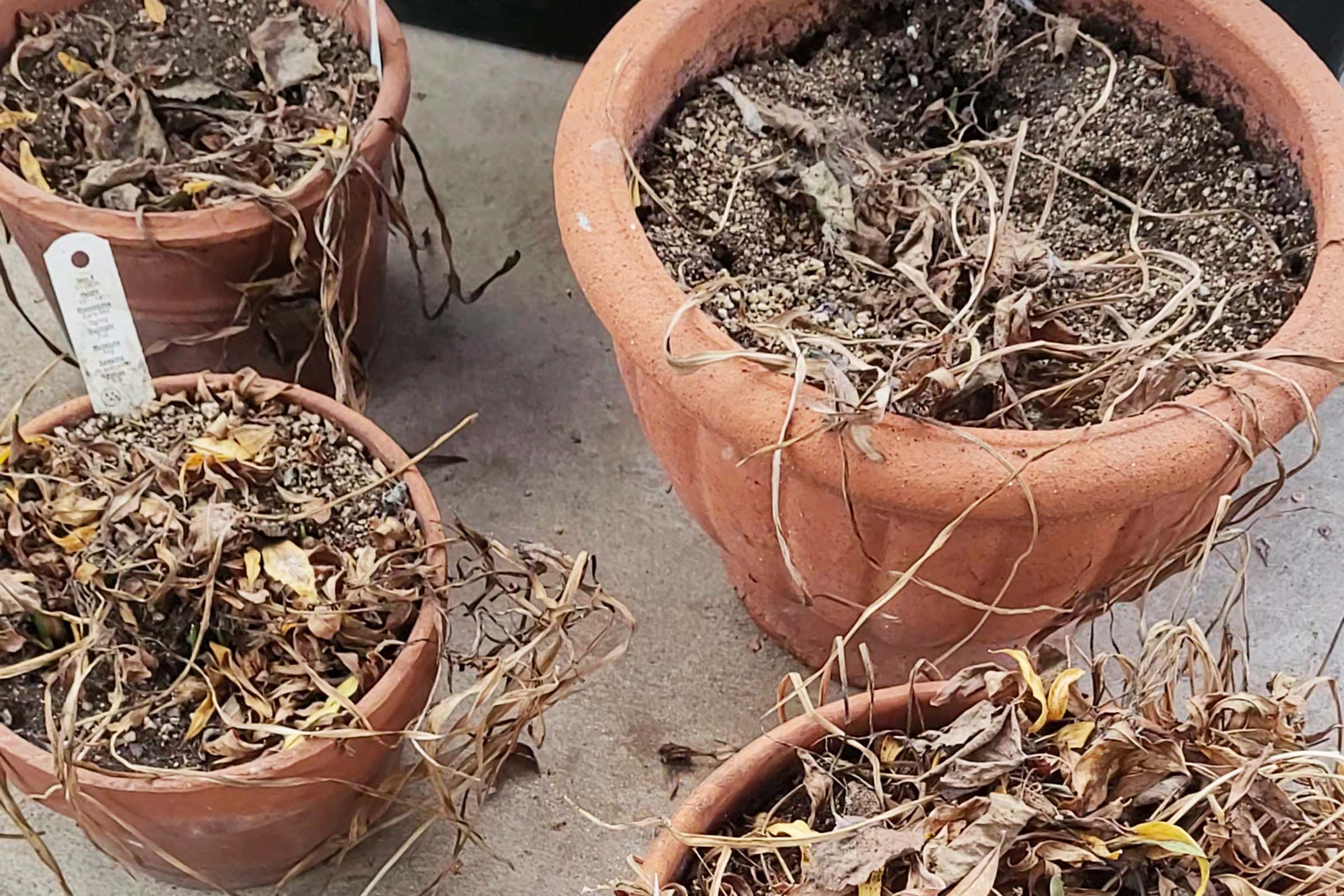 How to Reuse or Amend Old Potting Soil