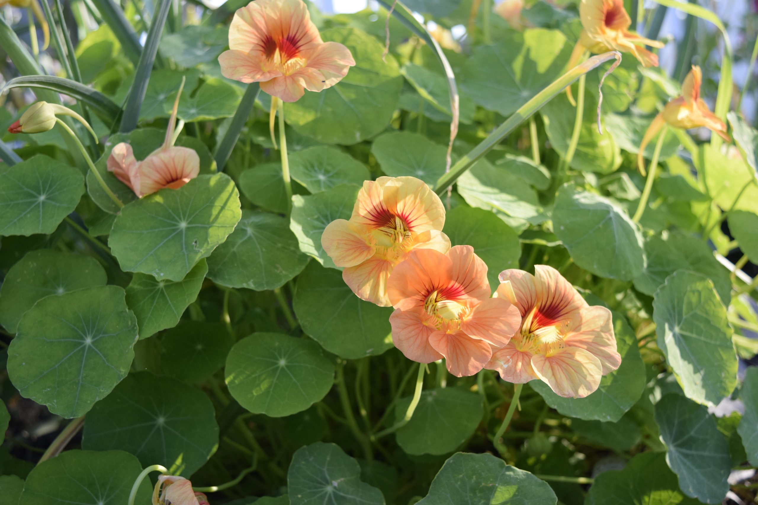 Natures Garnish: Edible Flowers • Adopted Tomato Garden