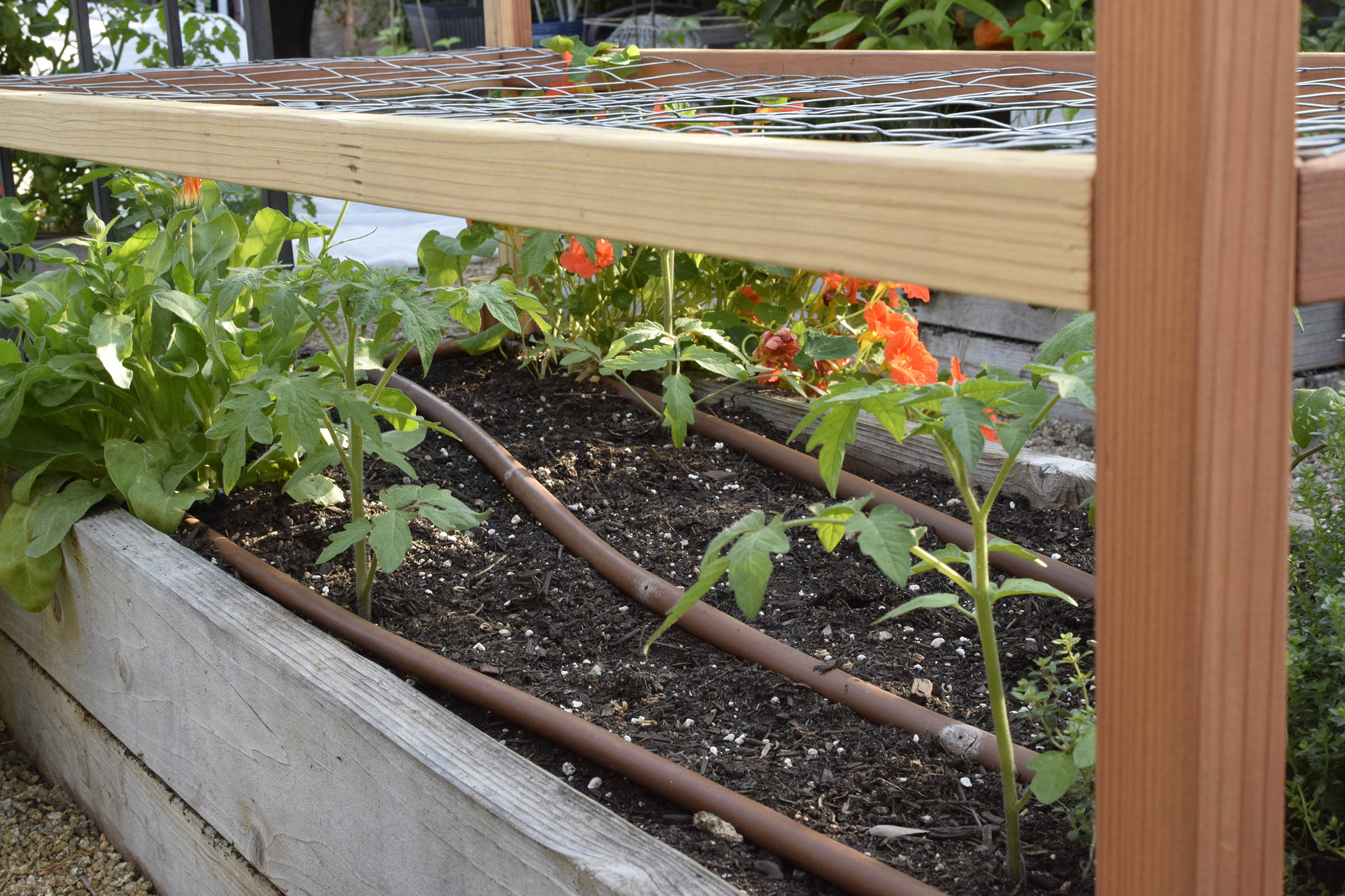 A Unique DIY Tomato Trellis Design