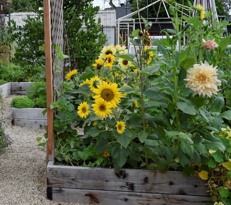 How to Grow Sunflowers From Seed