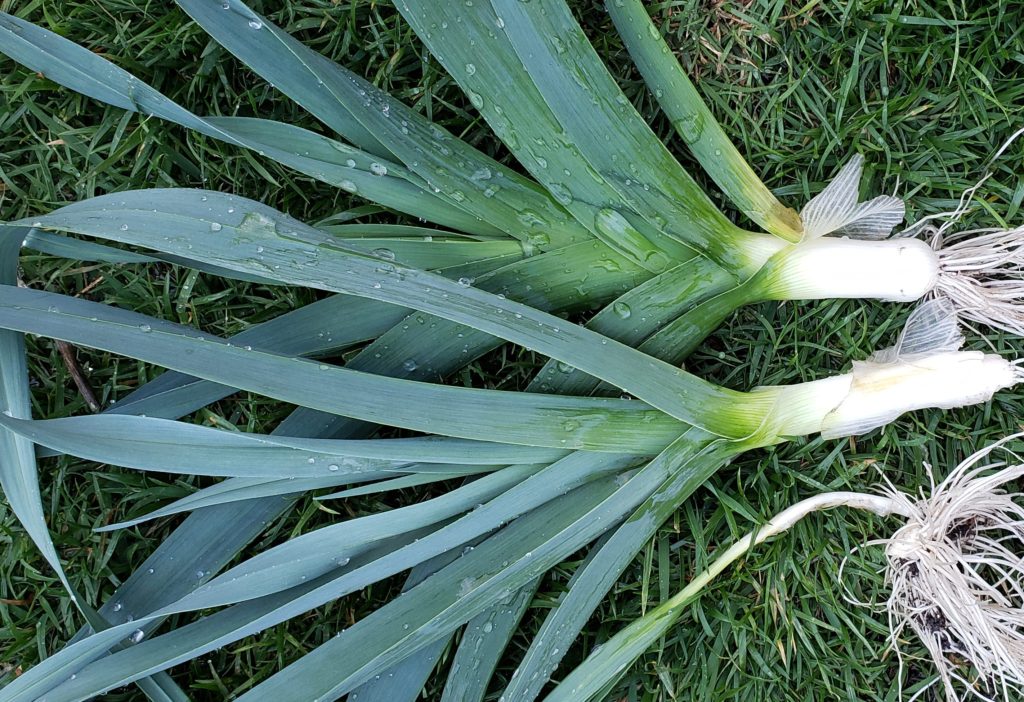 How to Grow Leeks An Easy Cool Season Crop Freckled Californian A