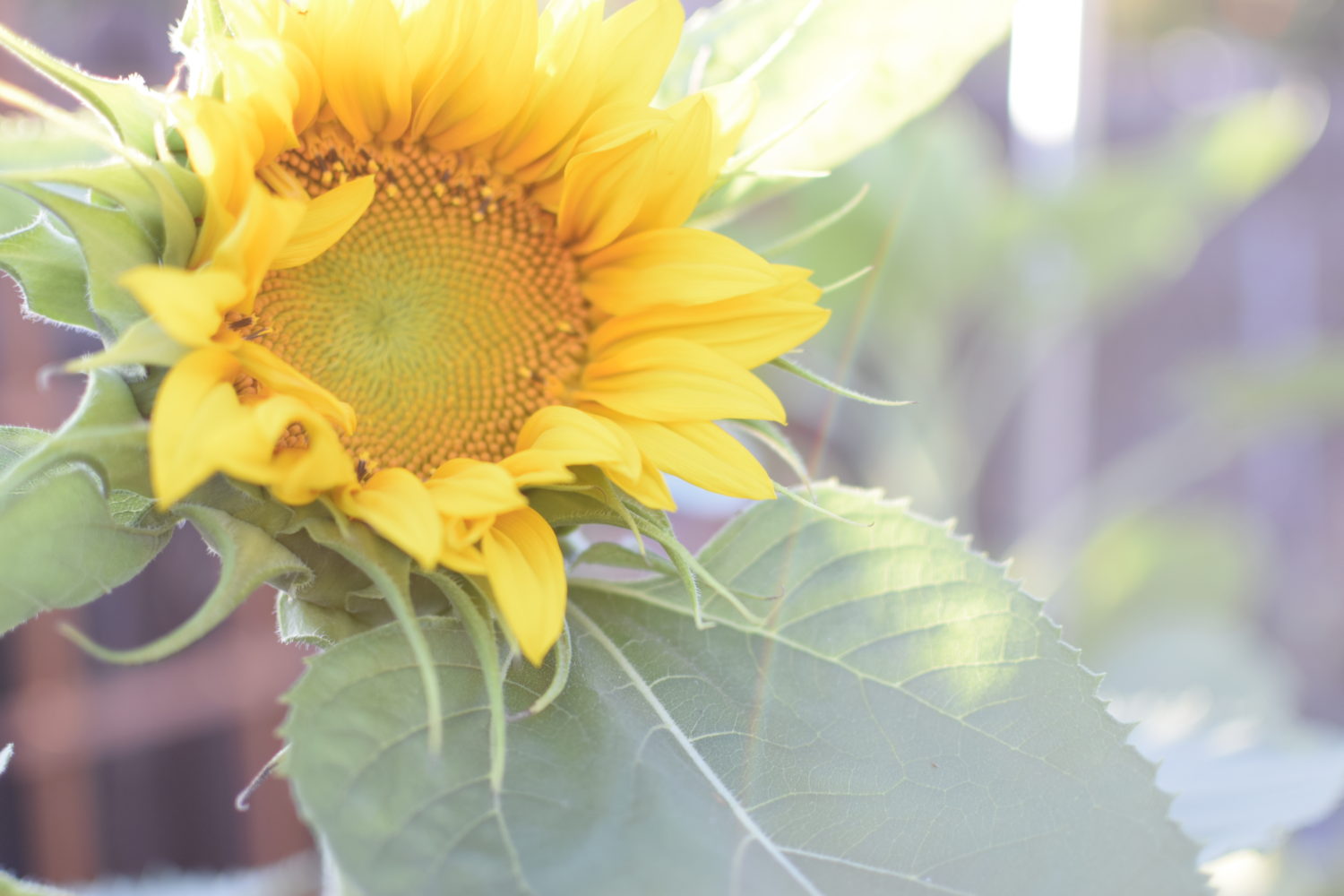 The 10 Best Flowers for a Potager Garden Freckled Californian A