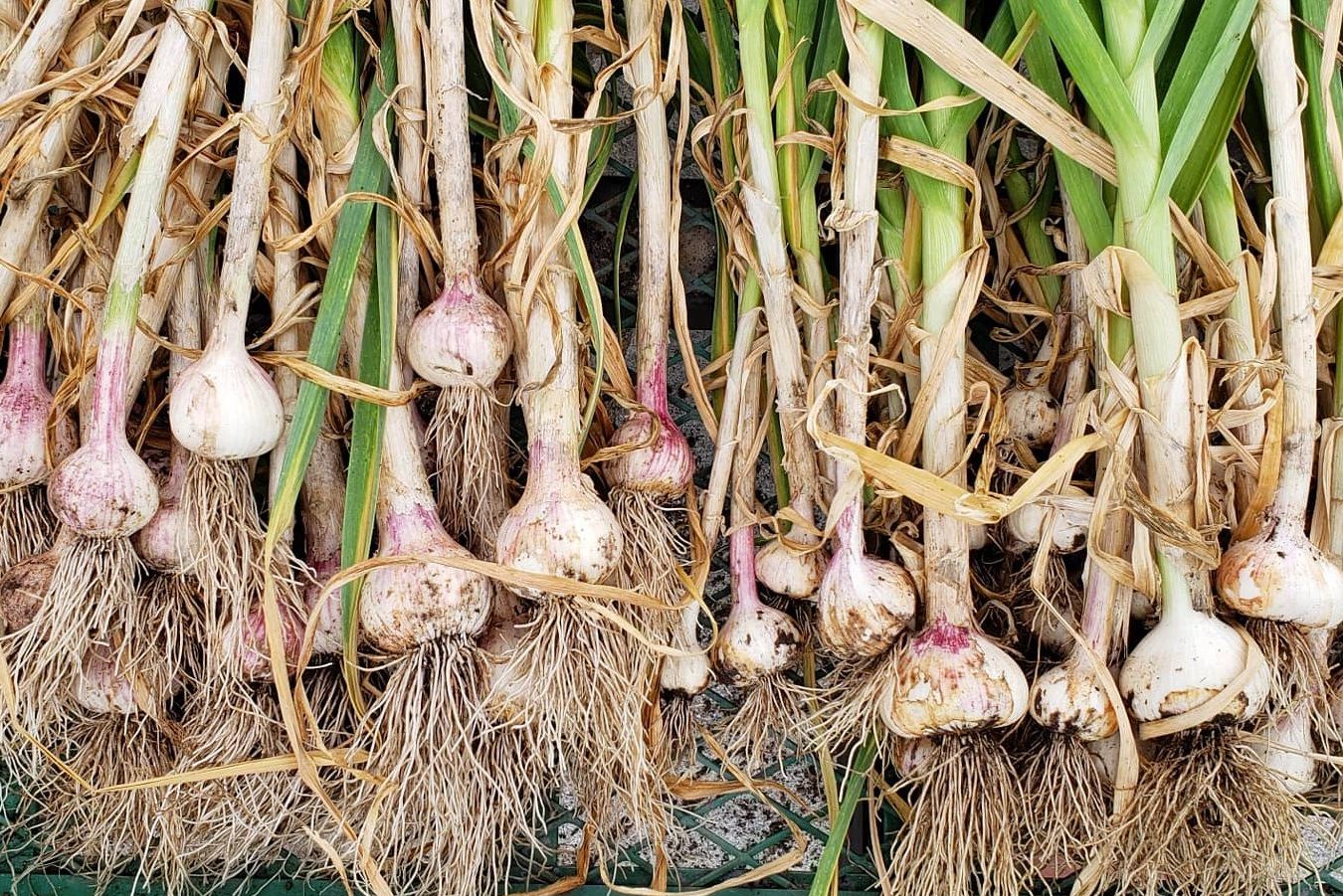 When To Plant Garlic In Fresno California Fresno County