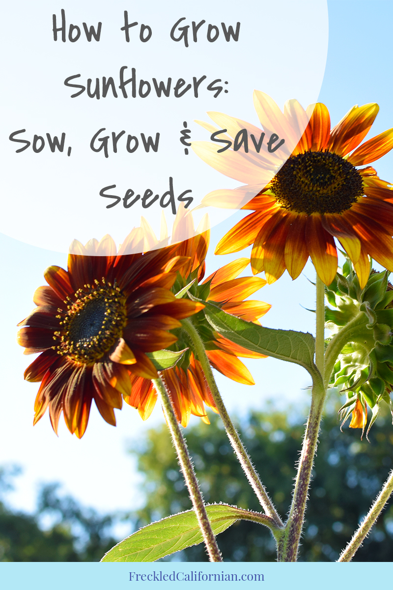 How to Grow Sunflowers From Seed