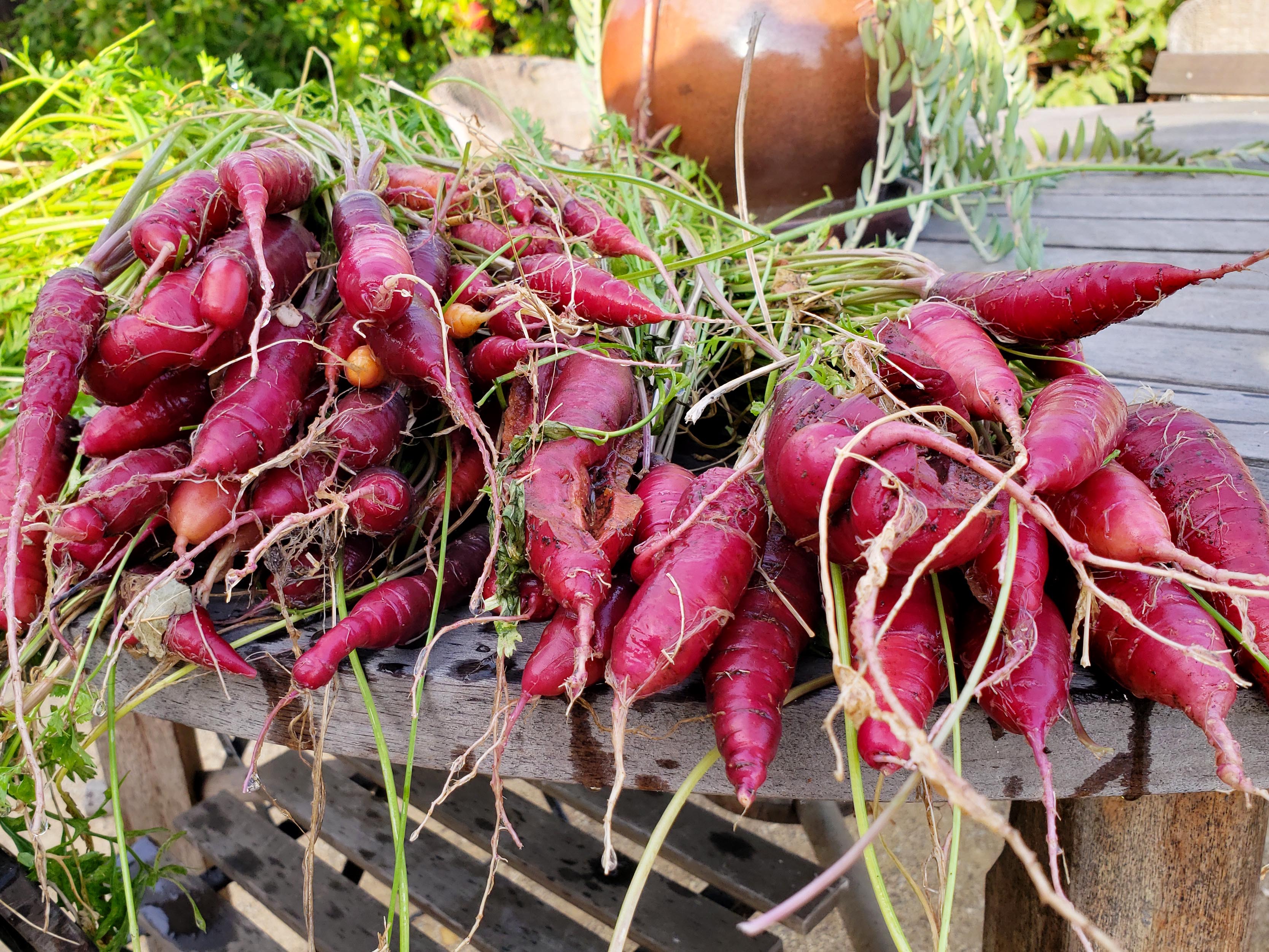 Growing Carrots in the Home Garden A Grow Guide