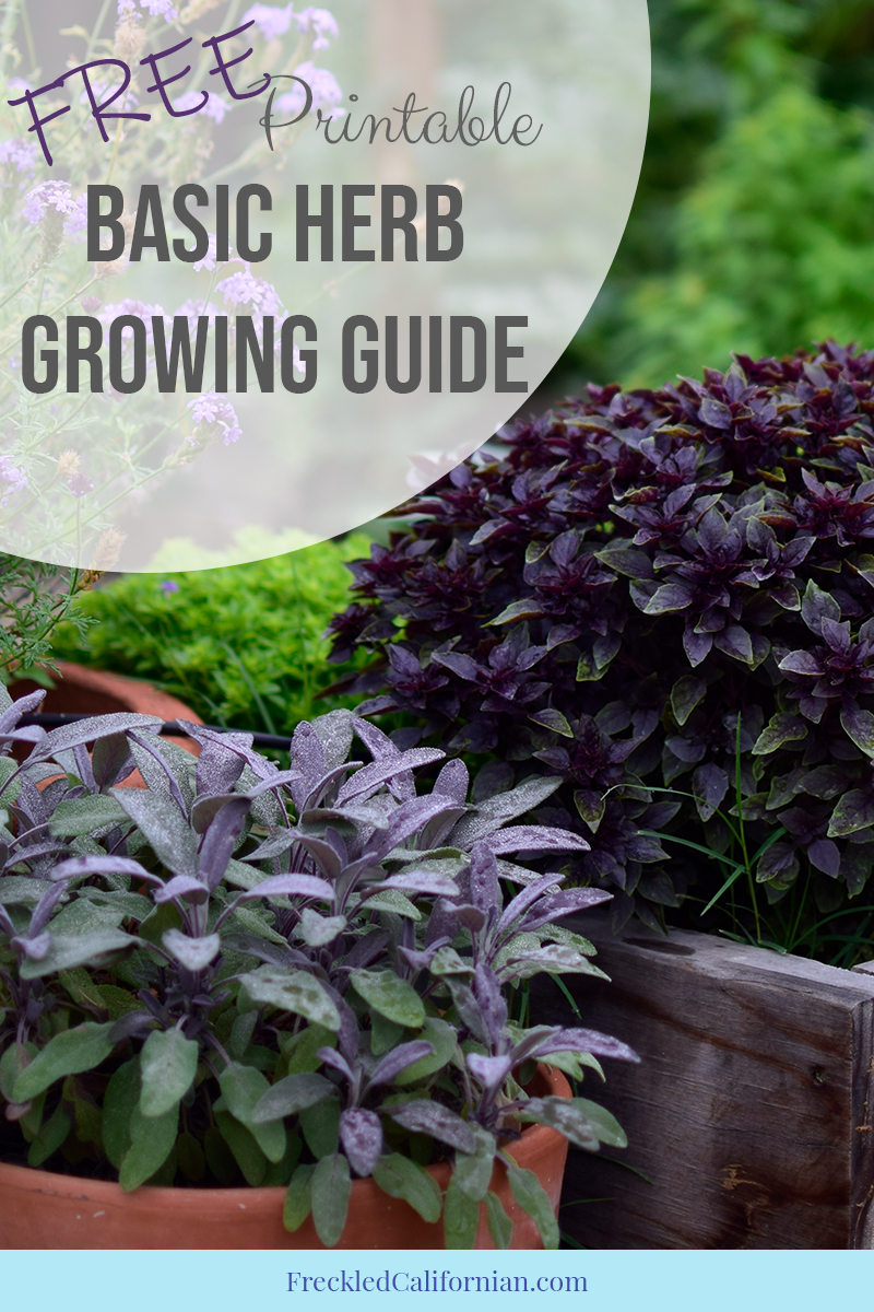 How To Start An Herb Garden