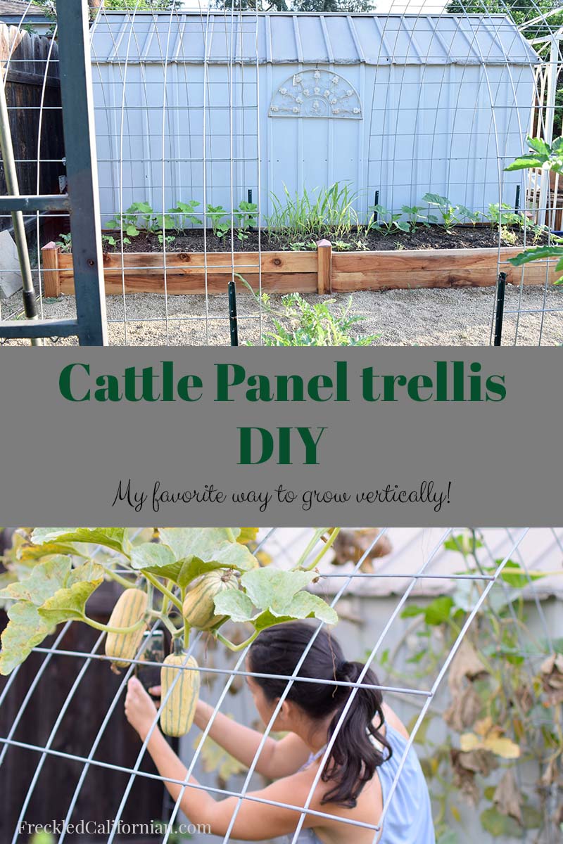 DIY Garden Arch: How to Build a Cattle Panel Trellis