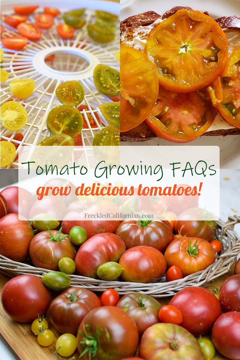 Tomato Growing FAQs: Grow Your Own Delicious Tomatoes ~ Freckled ...