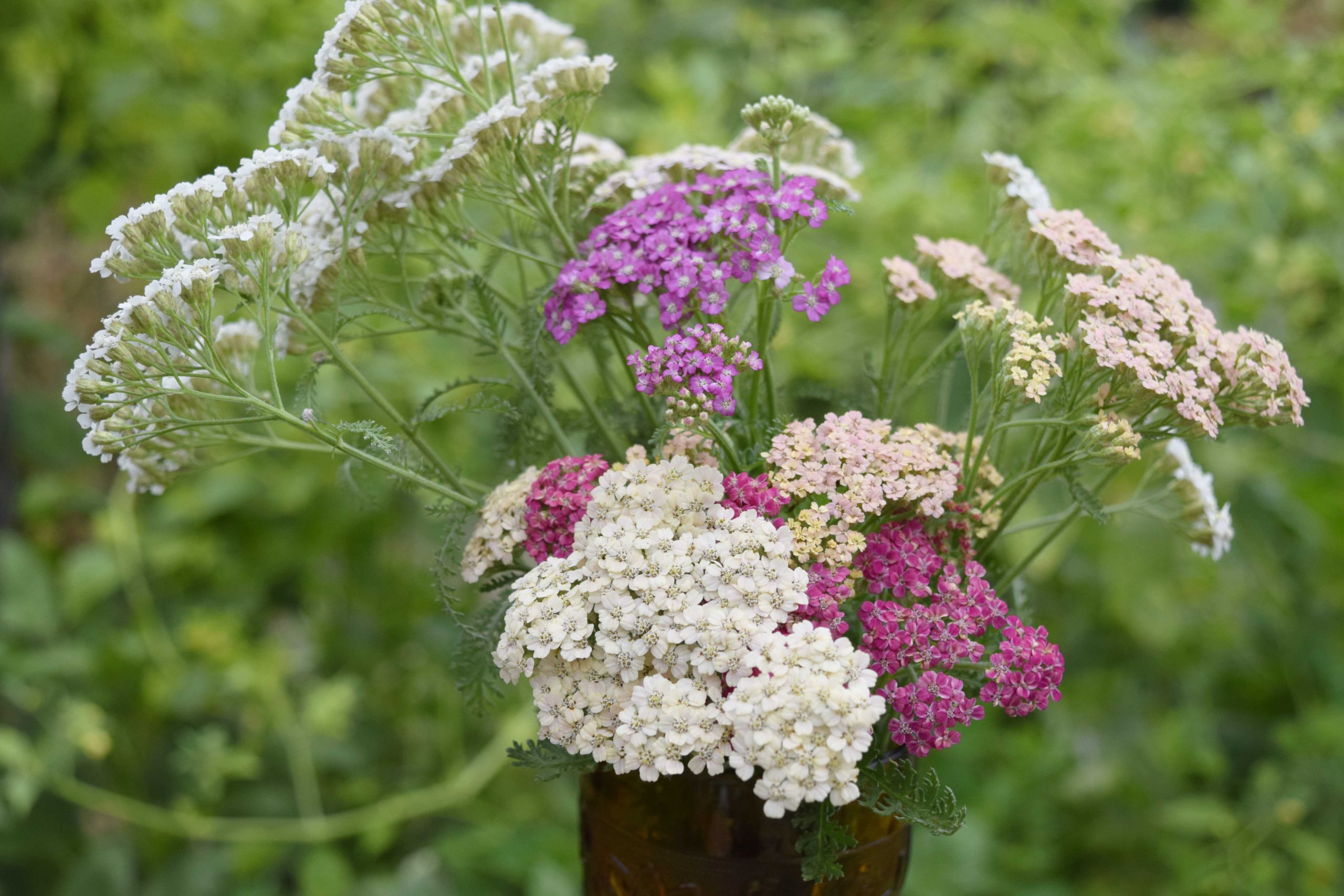 https://freckledcalifornian.com/wp-content/uploads/2020/06/mixed-bouquet-of-freshly-cut-yarrow-flowers-scaled.jpg