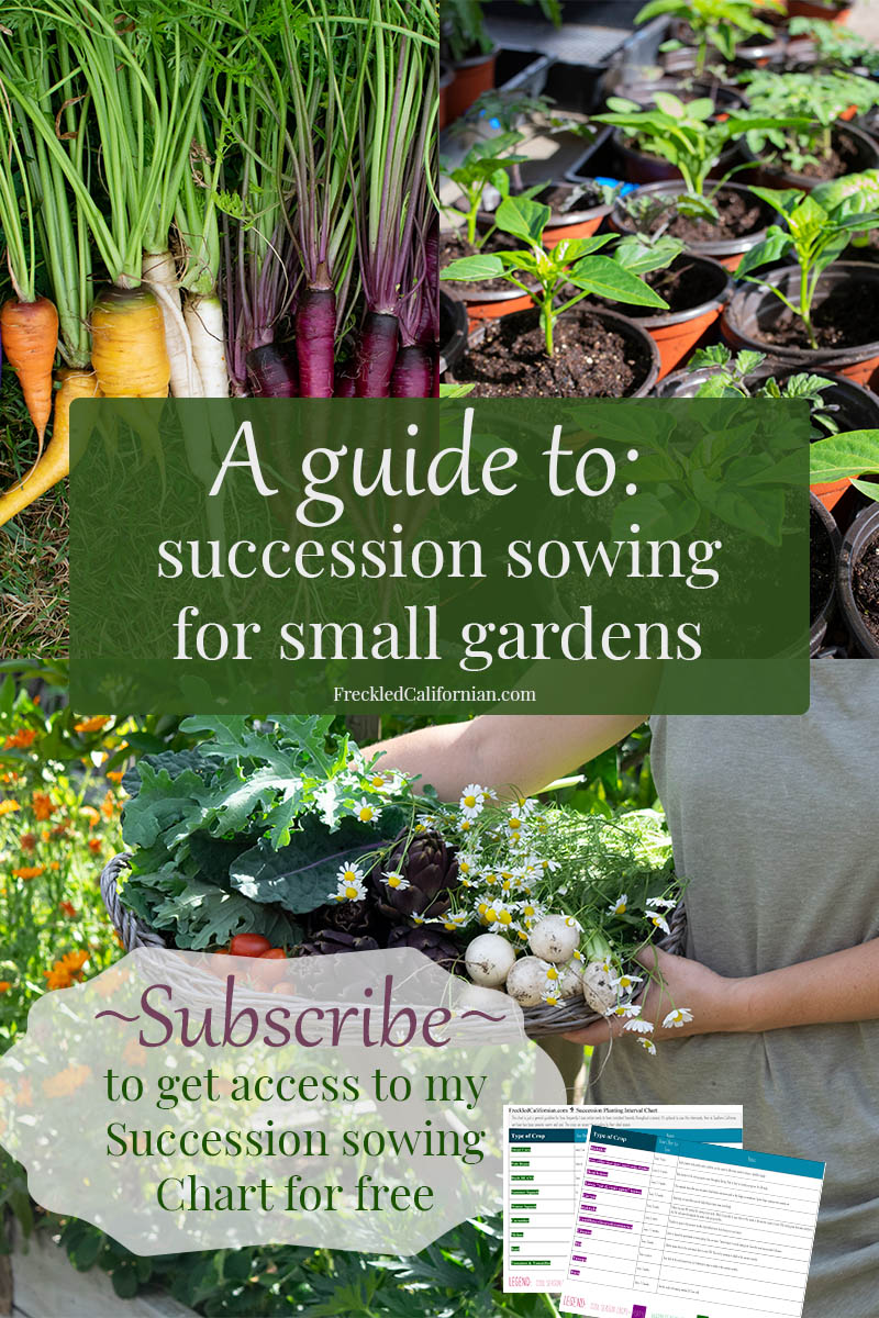 How To Succession Plant To Maximize Your Harvest ~ Freckled Californian ...