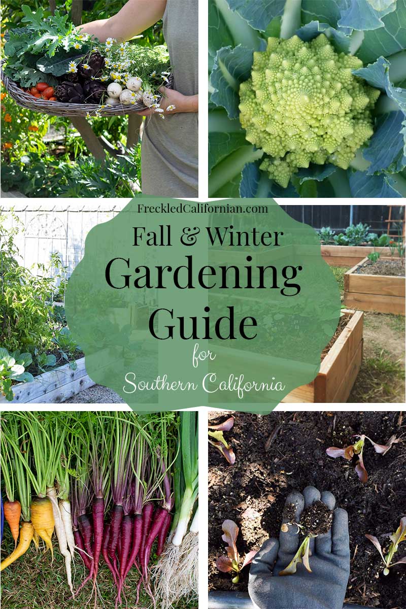 A Fall & Winter Gardening Guide For Southern California ~ Freckled ...