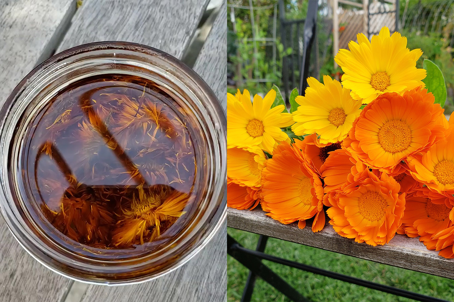 How to Grow Your Own Organic Calendula Flowers • Gardenary