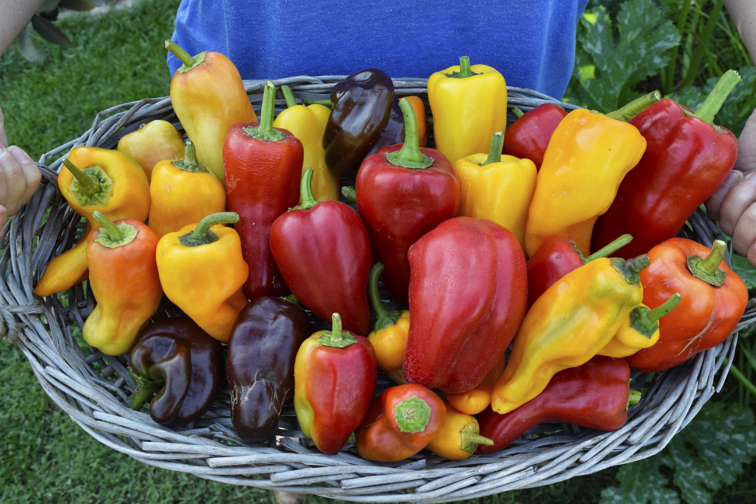 How and When to Harvest Peppers of All Types