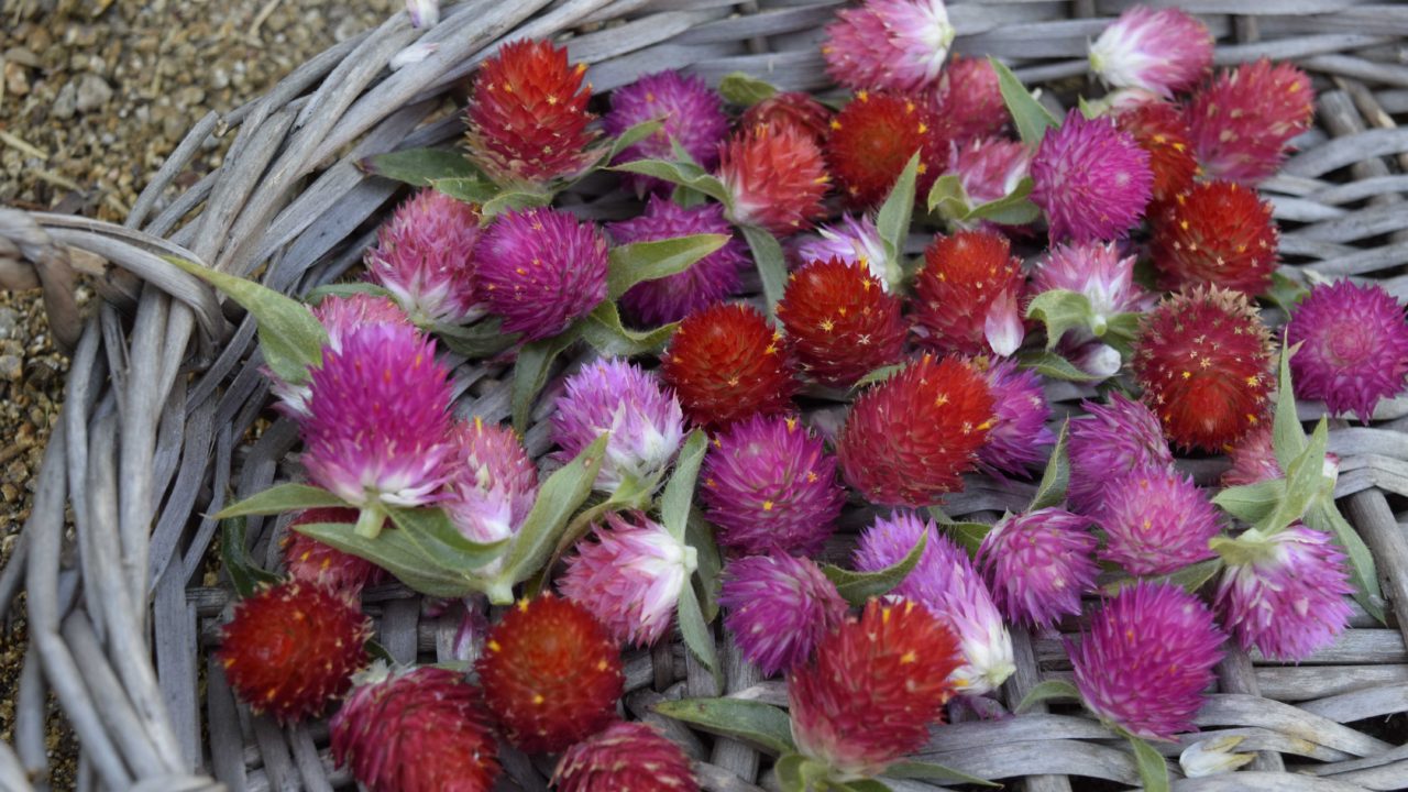 Grow Your Own Everlastings Flowers for Growing & Drying