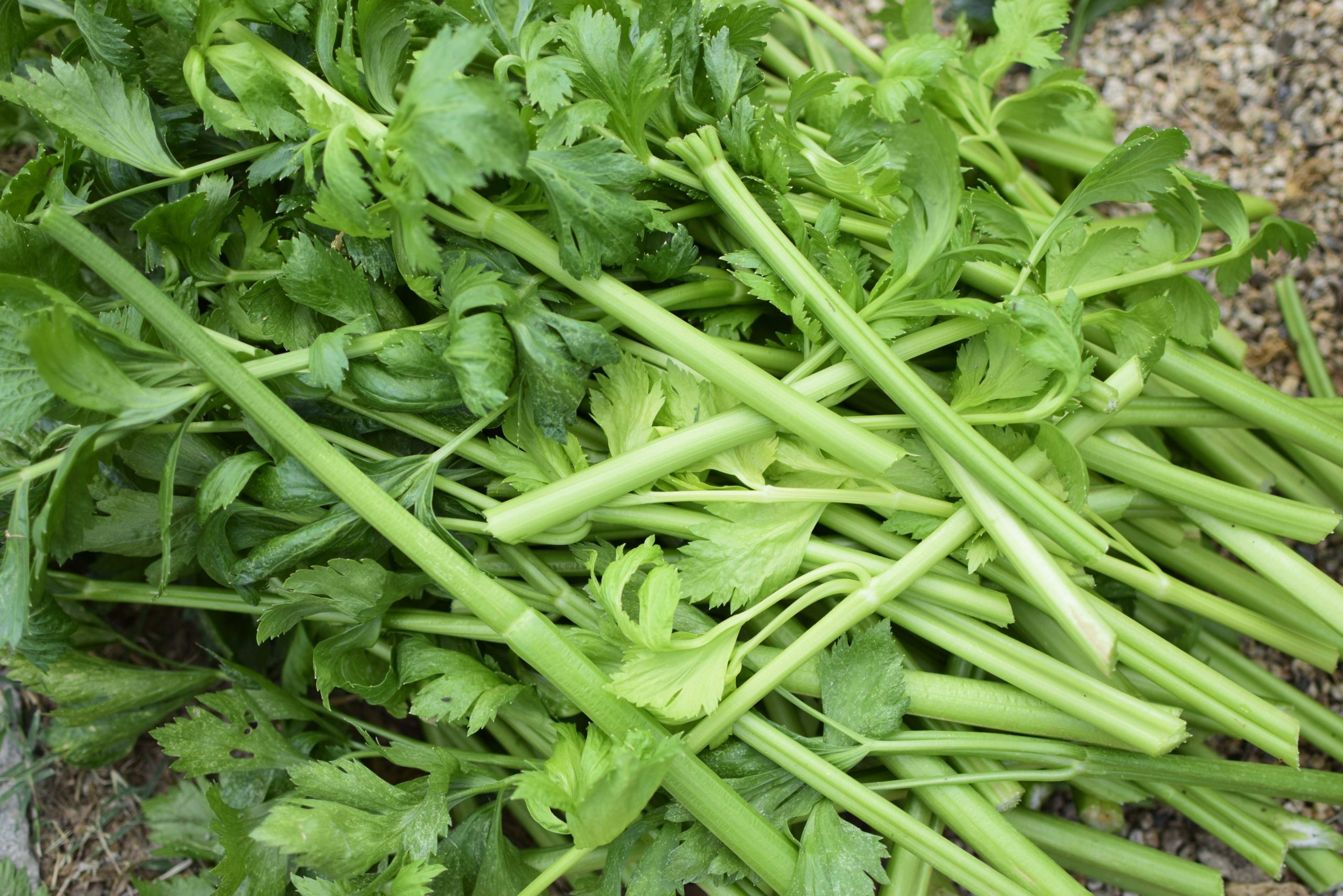 The Easiest Way to Grow Celery + Have a Steady Supply