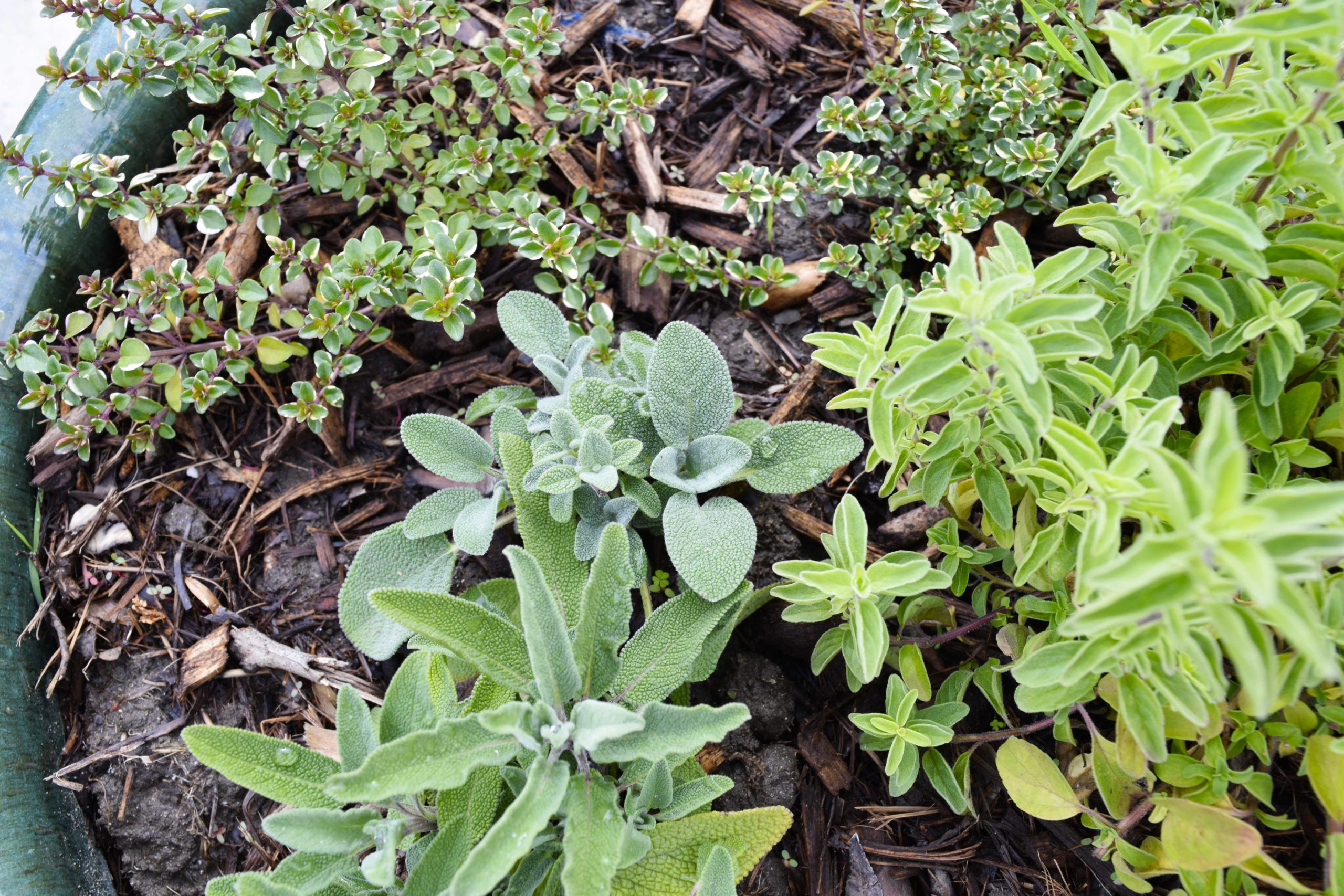 https://freckledcalifornian.com/wp-content/uploads/2021/02/perennials-herbs-for-the-kitchen-garden-scaled.jpg