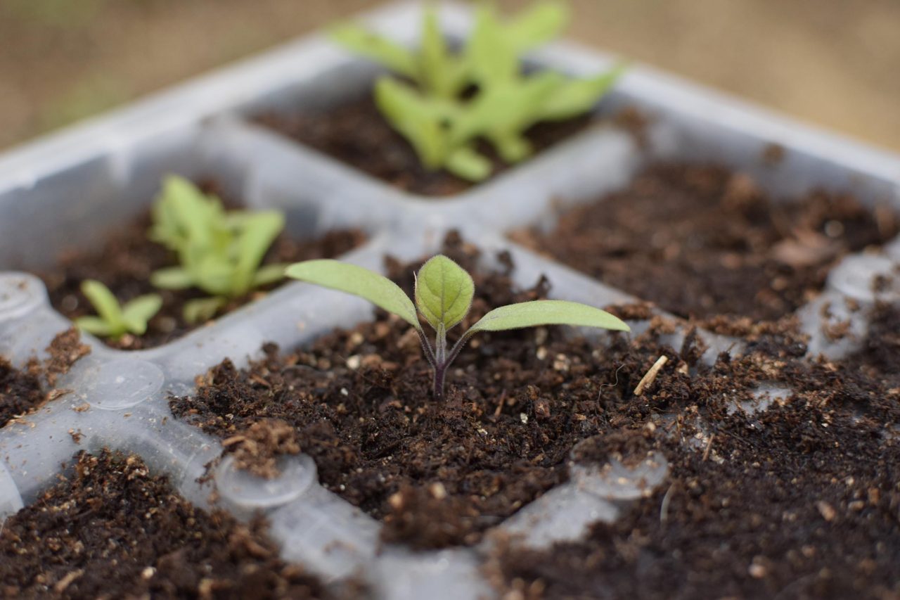 How to Test Seed Viability & Germinate Seeds Quickly