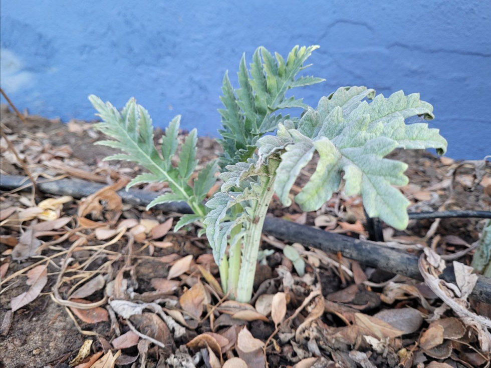 Growing Artichokes Common Questions From Readers