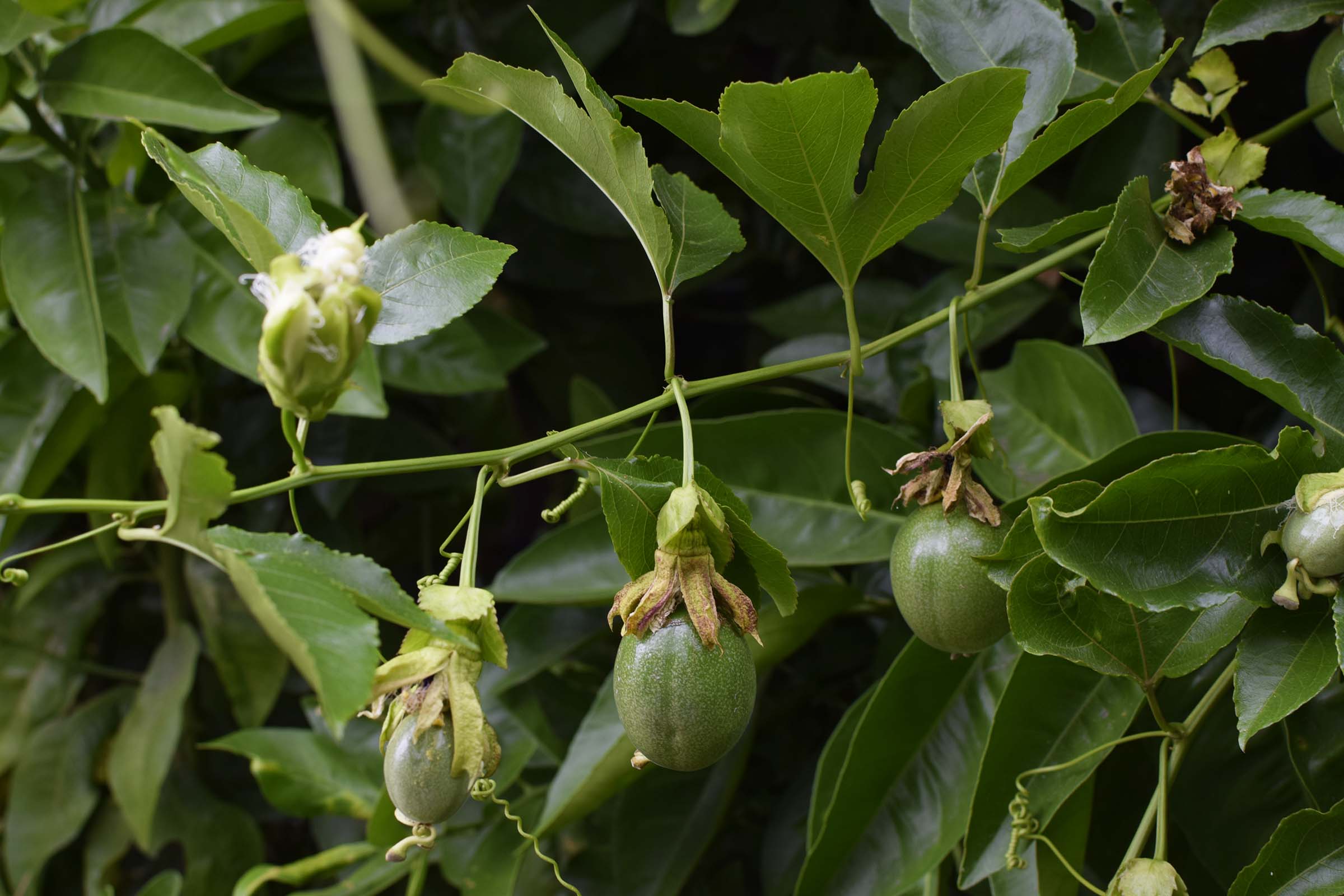 Grow Your Own Passionfruit My 5 Best Tips