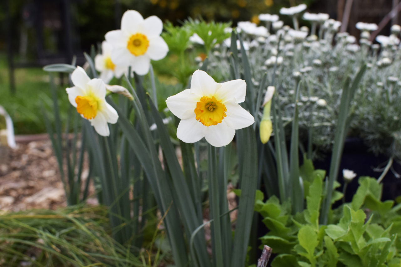 Planting Daffodils in Containers & Other Fall Tasks