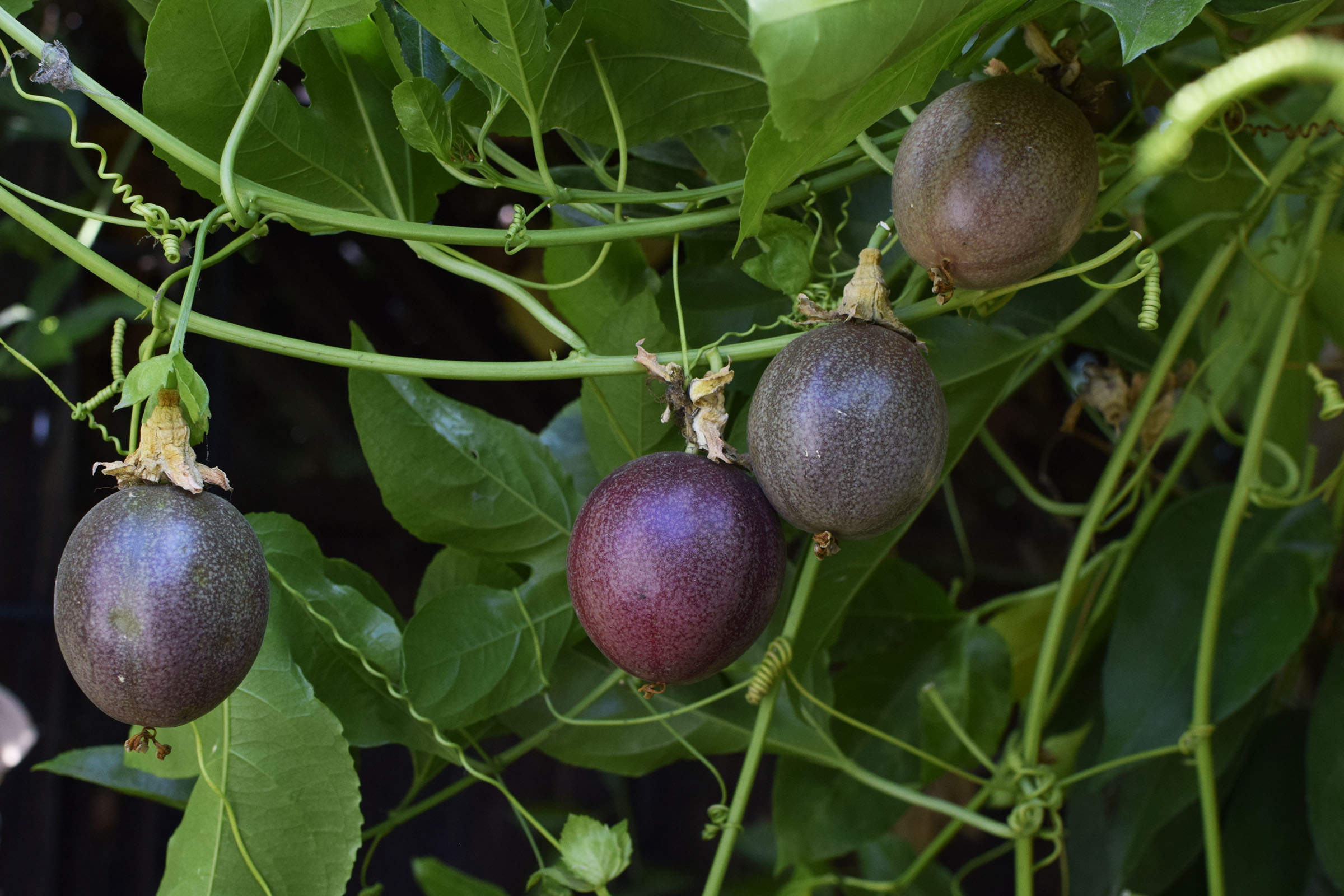 Fruit de la passion Frederick - Passiflora edulis frederick