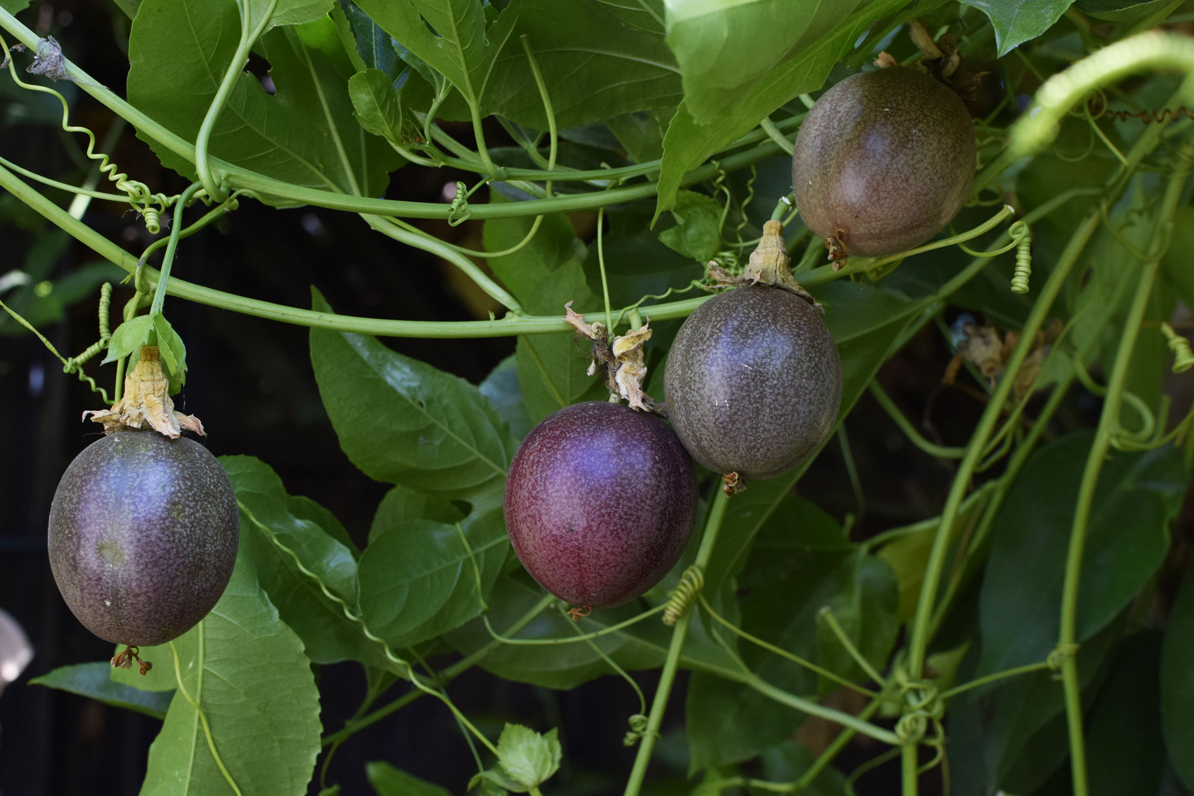  Yellow Passion Fruit Lilikoi Passiflora Vine Live