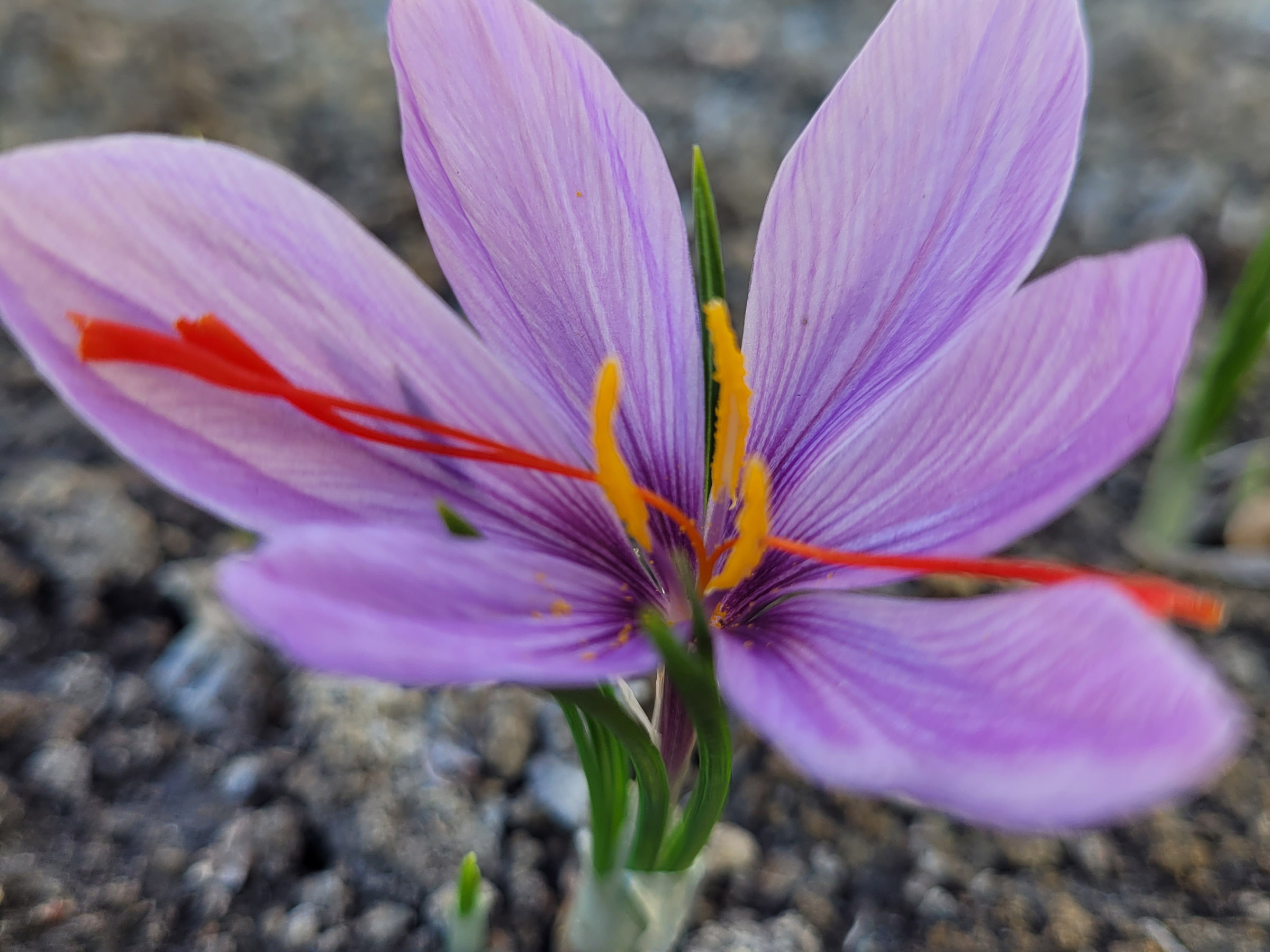 Growing Saffron Crocus A Spice Worth Growing