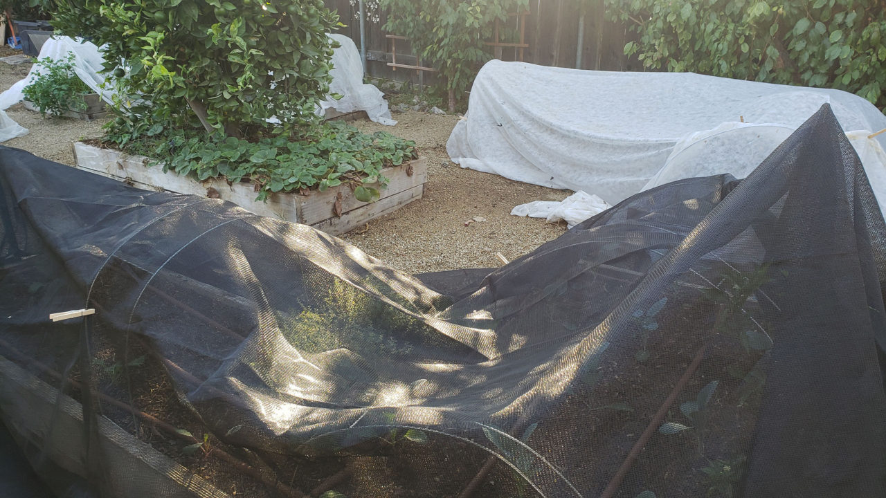 Shade Cloth vs Row Cover ~ A Garden Update for Fall ~ Freckled ...