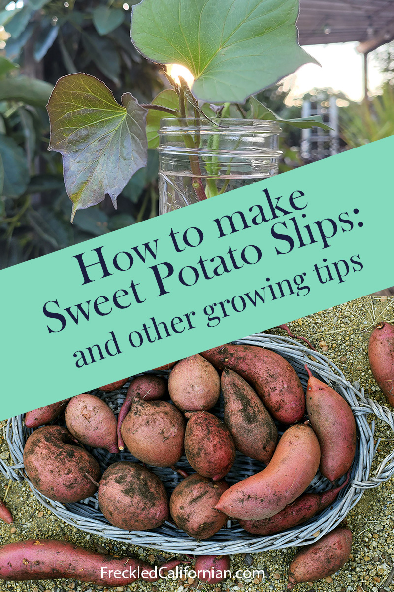 Sweet Potato Tips & How to Start Your Own Slips