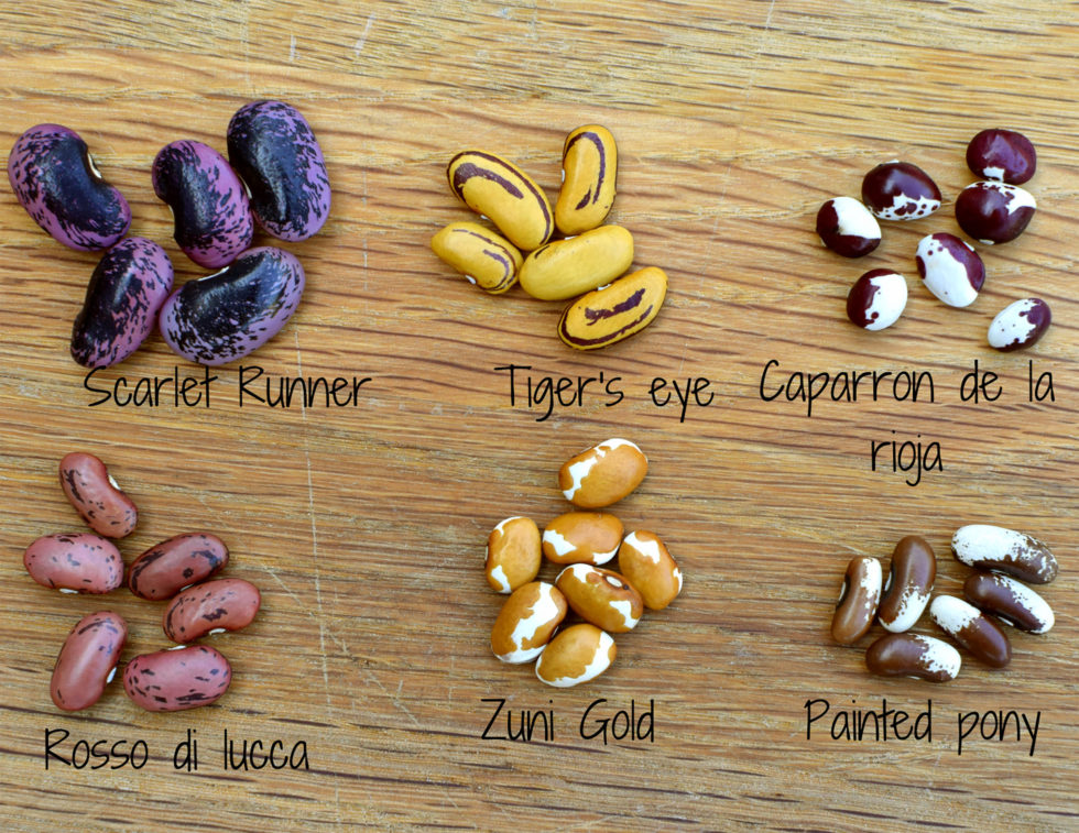 My Obsession with Growing Dried Heirloom Beans