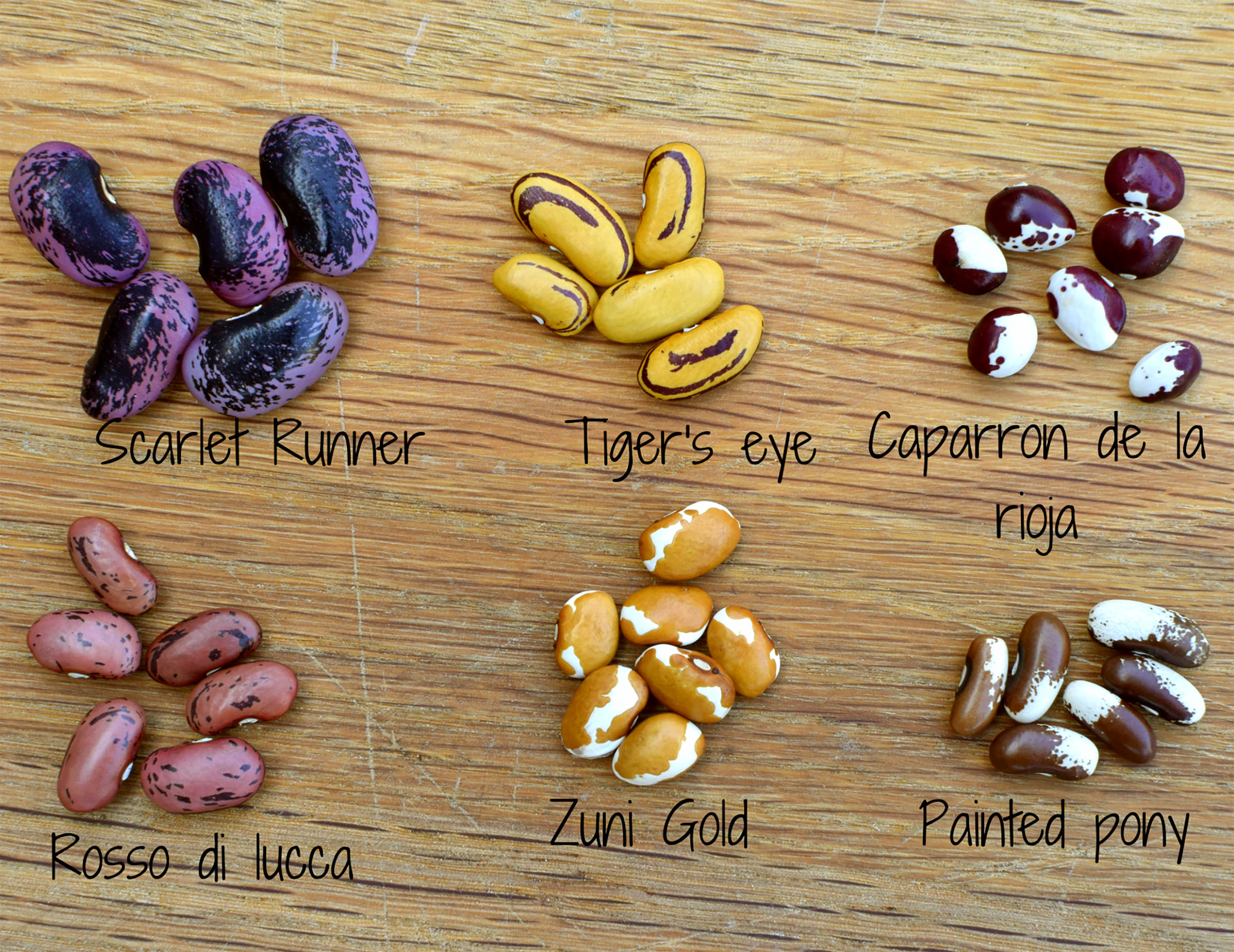 The Obsession with Growing Dried Heirloom Beans Varieties, Growing, and Harvest Freckled