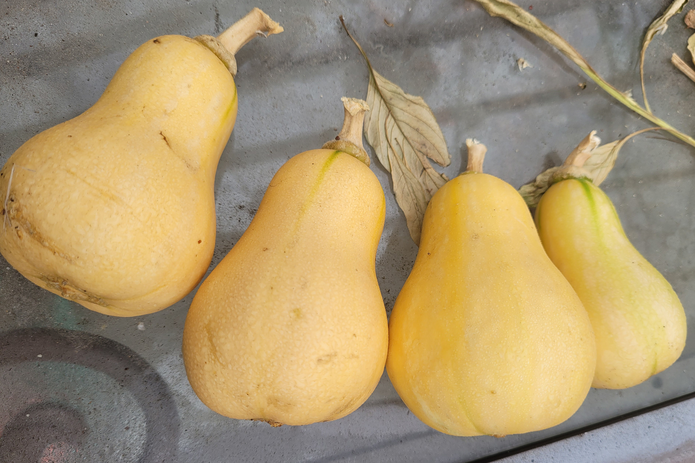 Plant This Butternut Squash Next Summer Freckled Californian A   Butterscotch Butternut Johnnys Seeds 