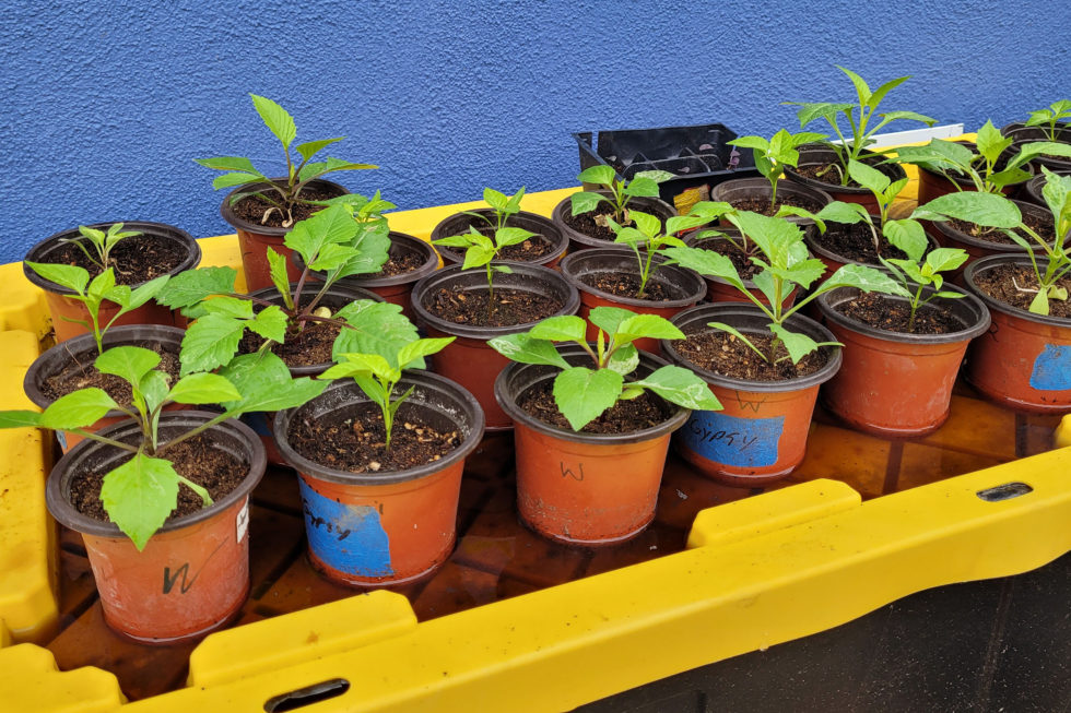 Growing Dahlia Flowers From Seed Freckled Californian A California